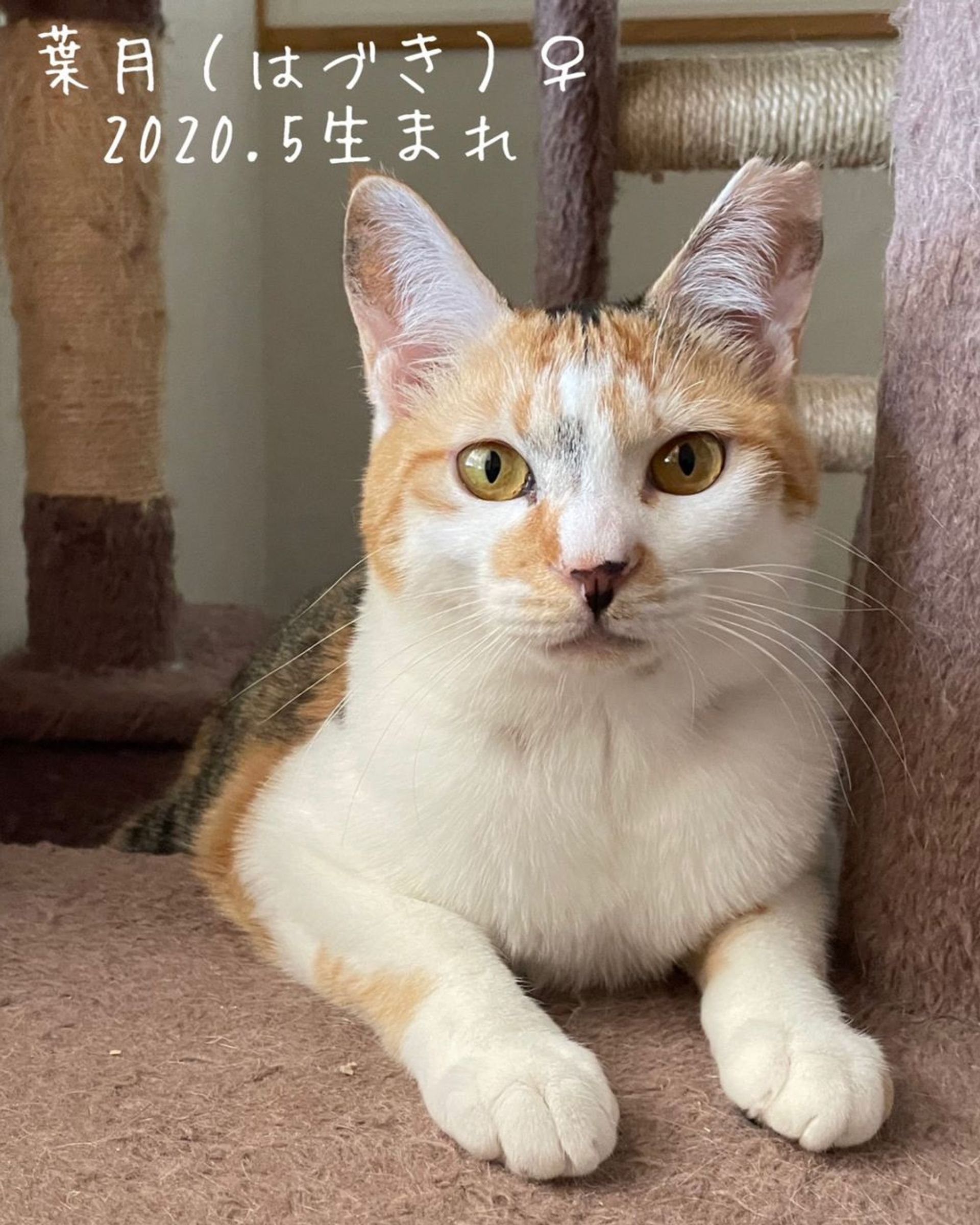 雑種（ミックス猫）・メスの里親募集の写真