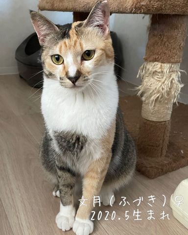 文月（ふづき）