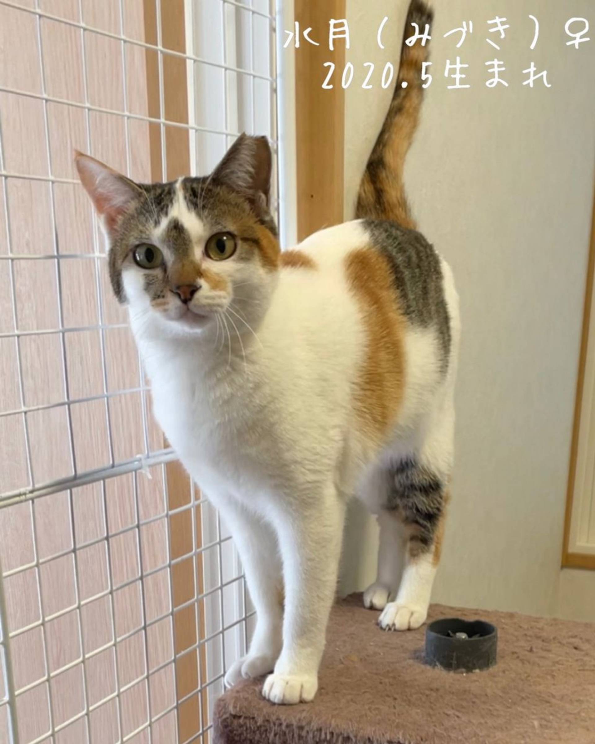 雑種（ミックス猫）・メスの里親募集の写真