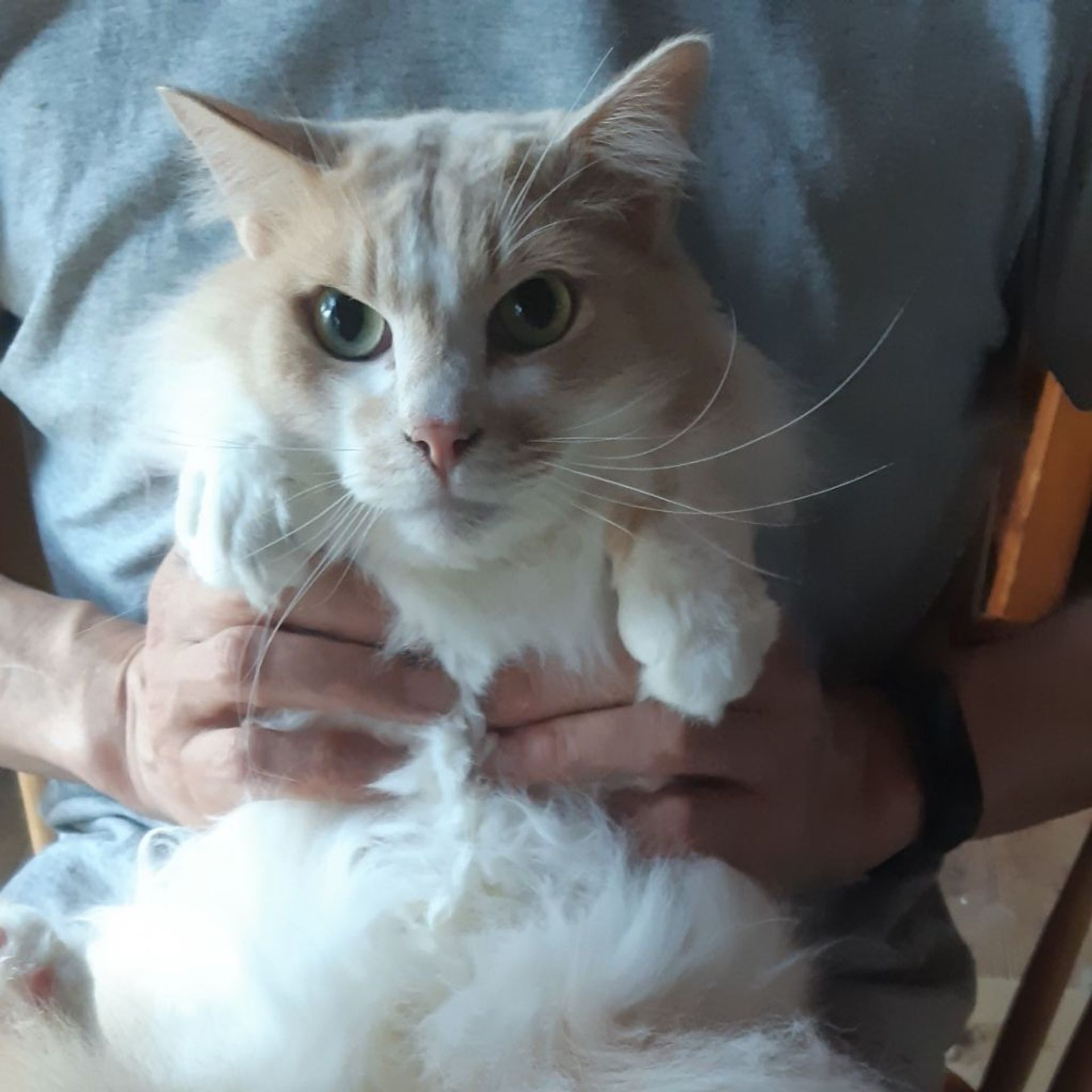 雑種（ミックス猫）・オスの里親募集の写真