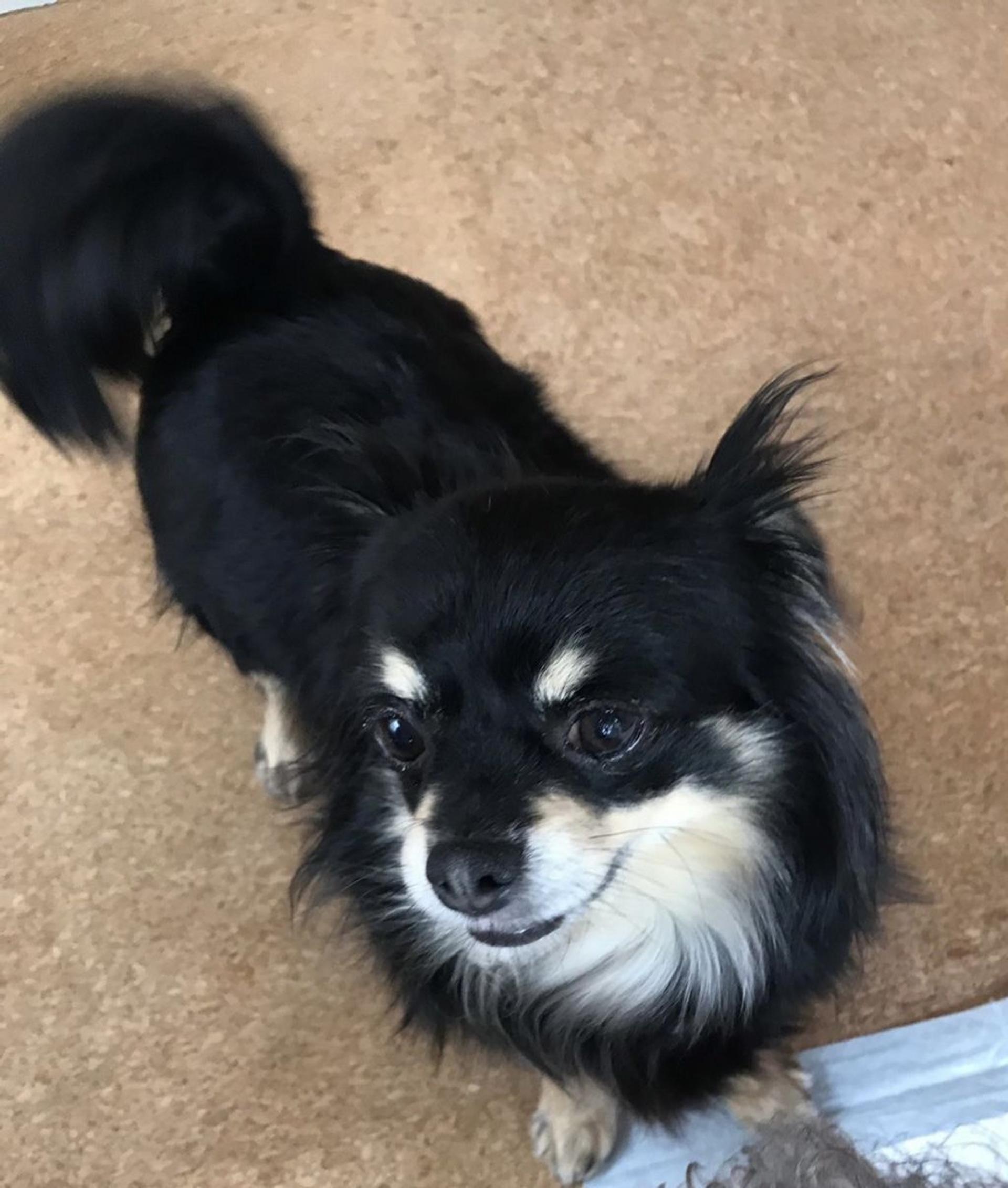 pet-image-4