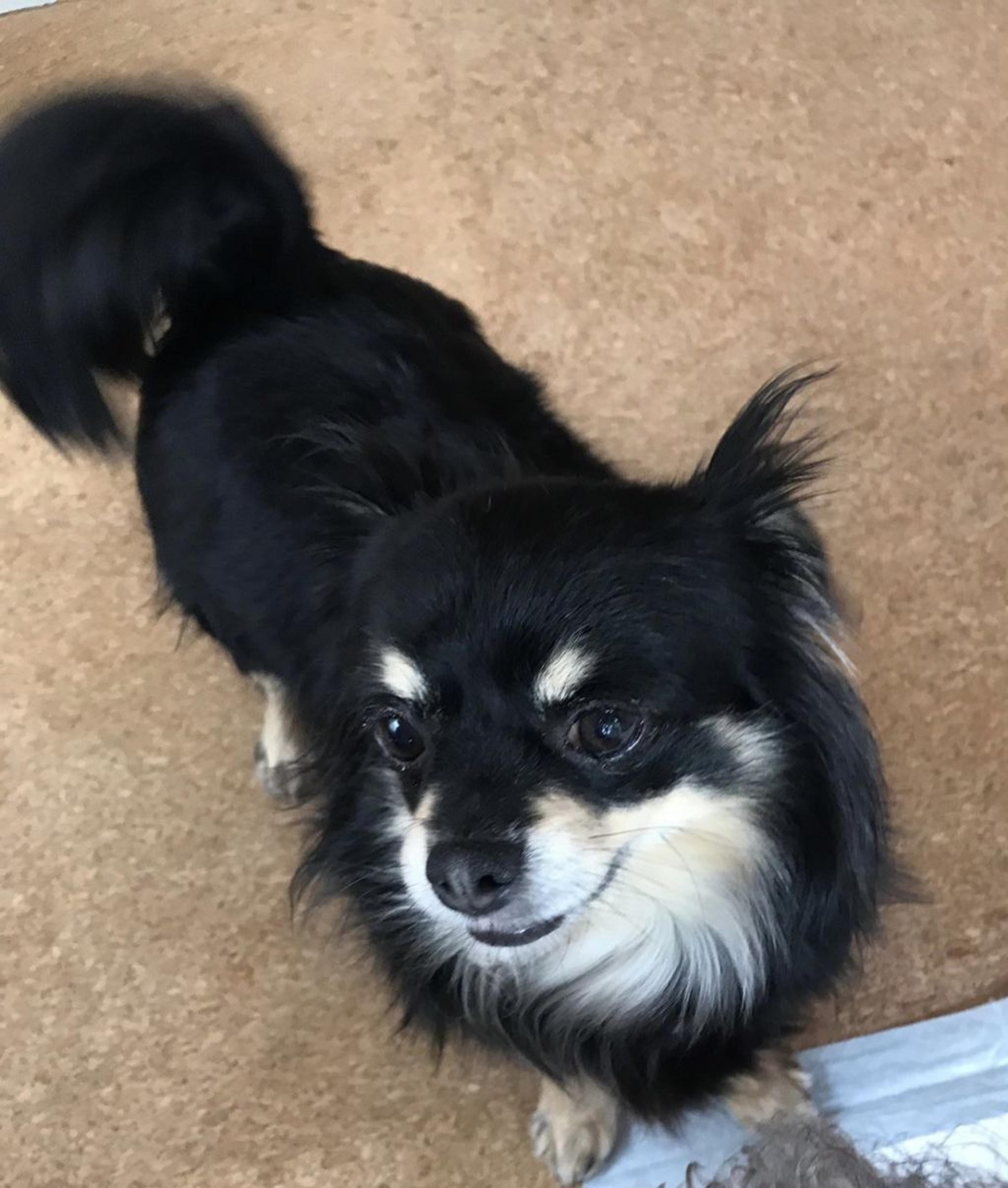 pet-image-4