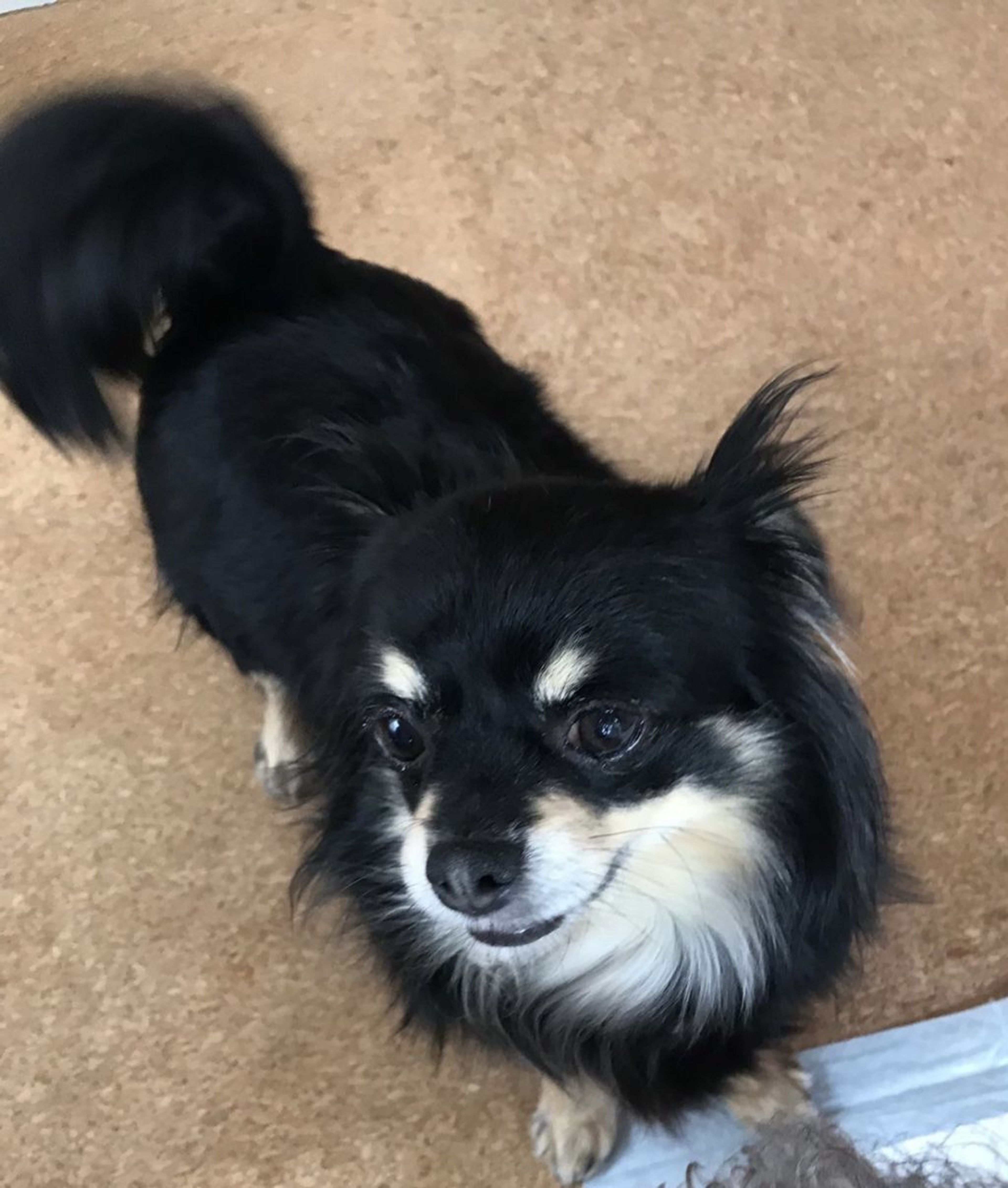 pet-image-4