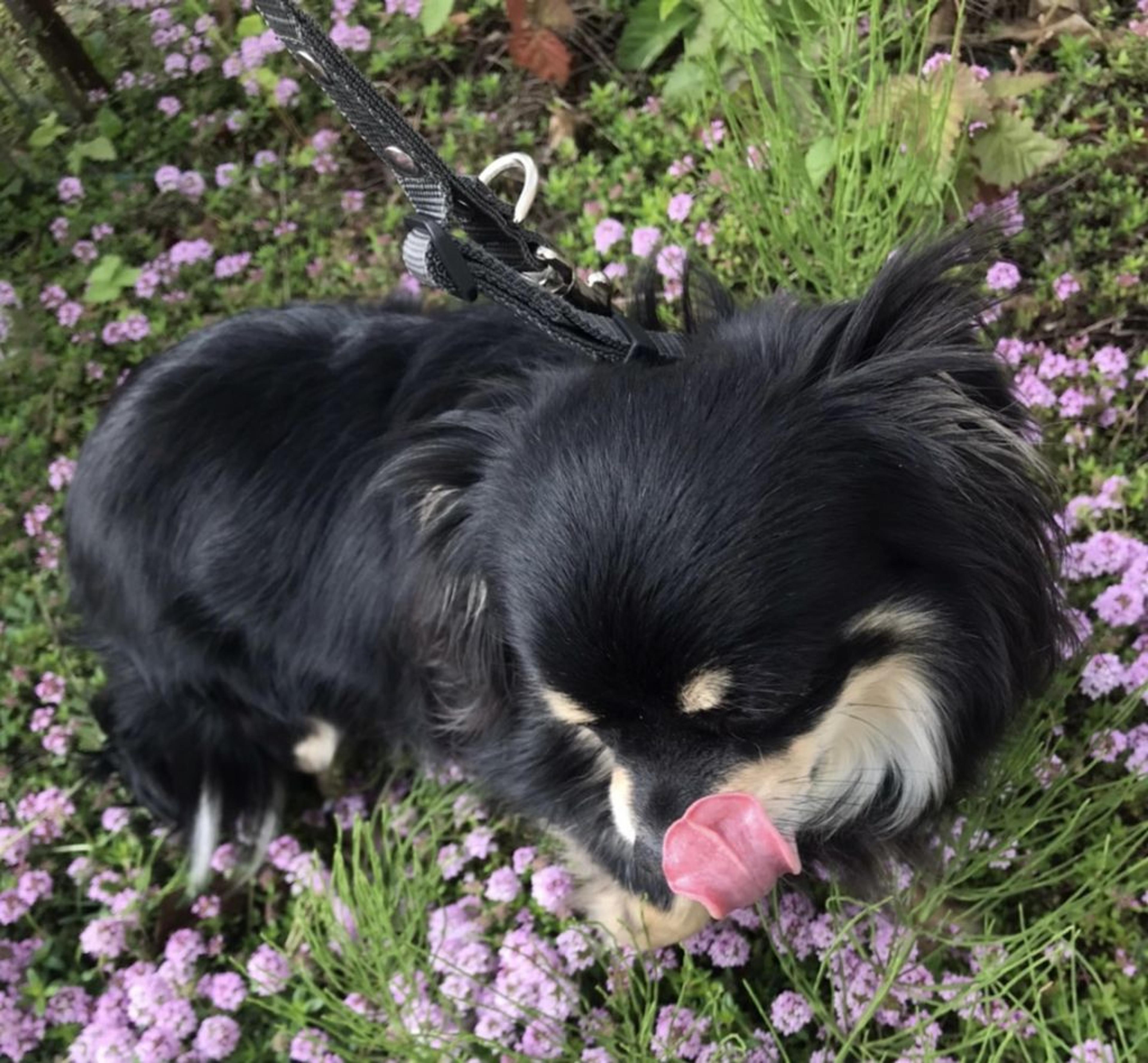 pet-image-6