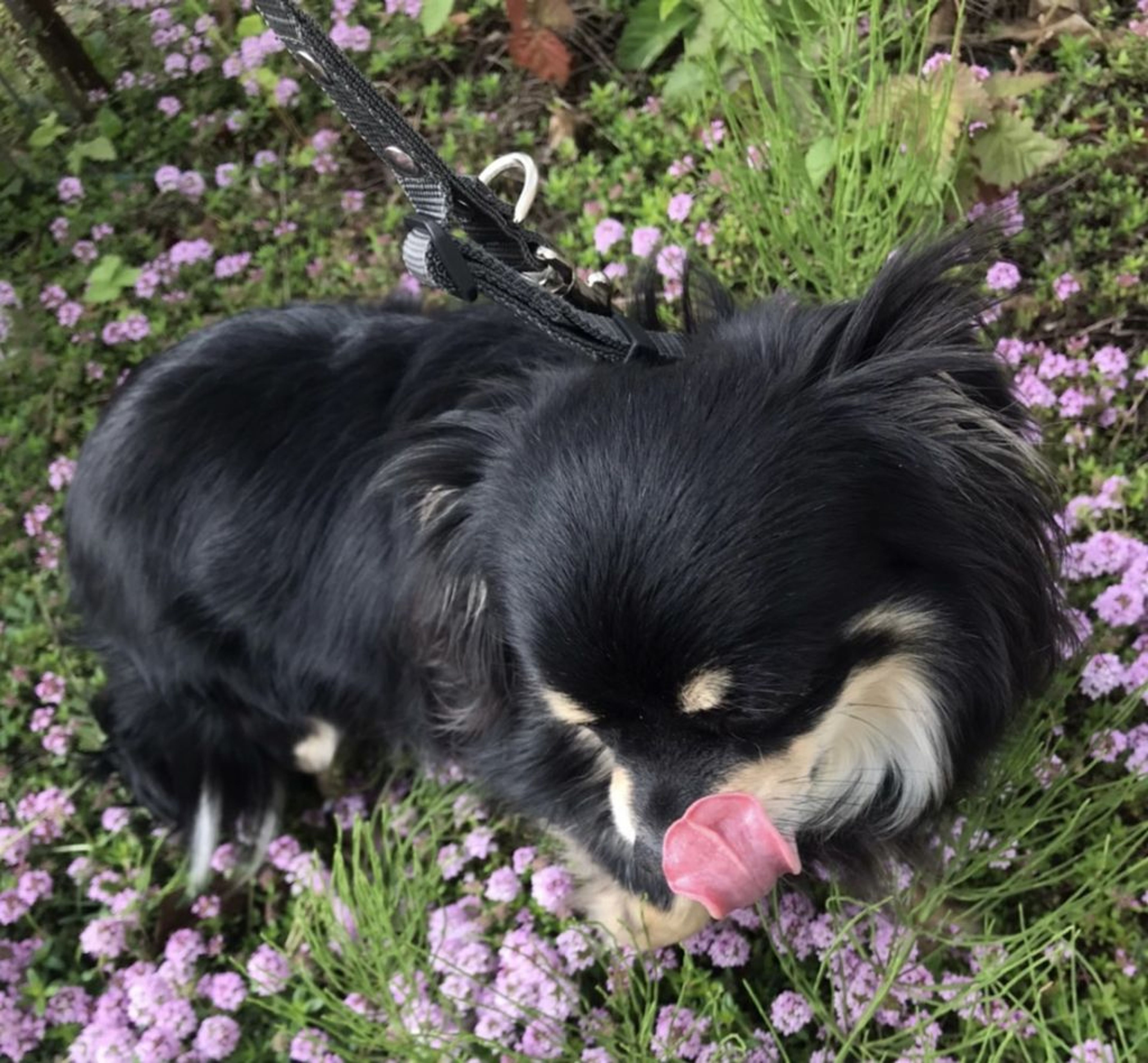 pet-image-6