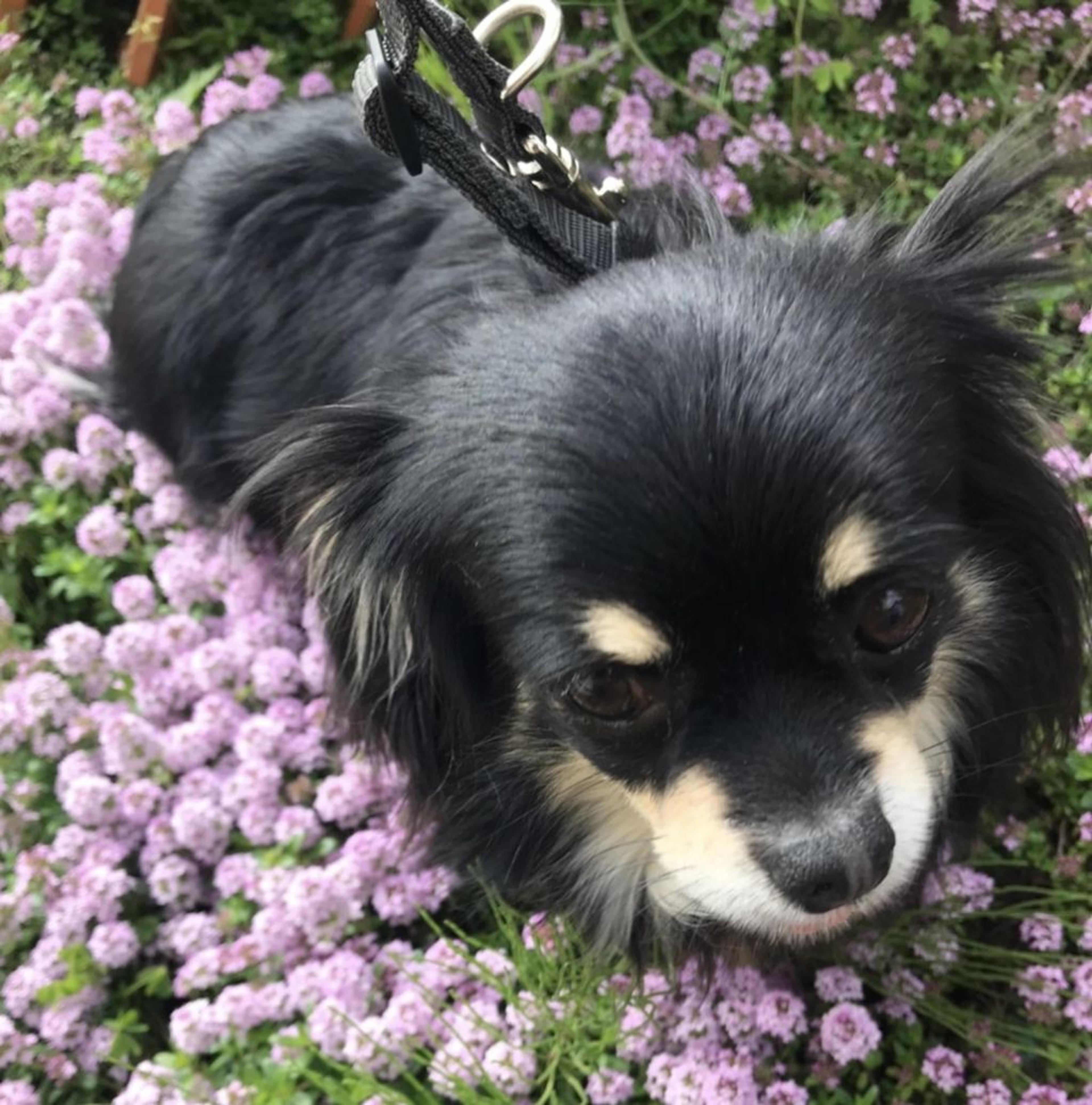 pet-image-7