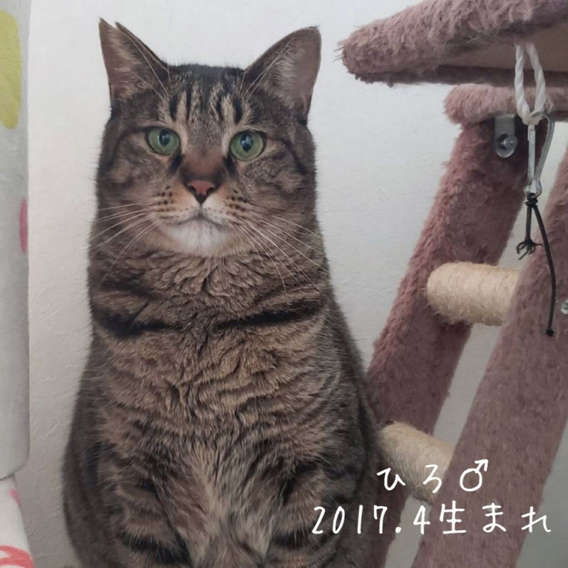 雑種（ミックス猫）・オスの里親募集の写真