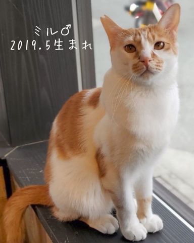 ミルの写真