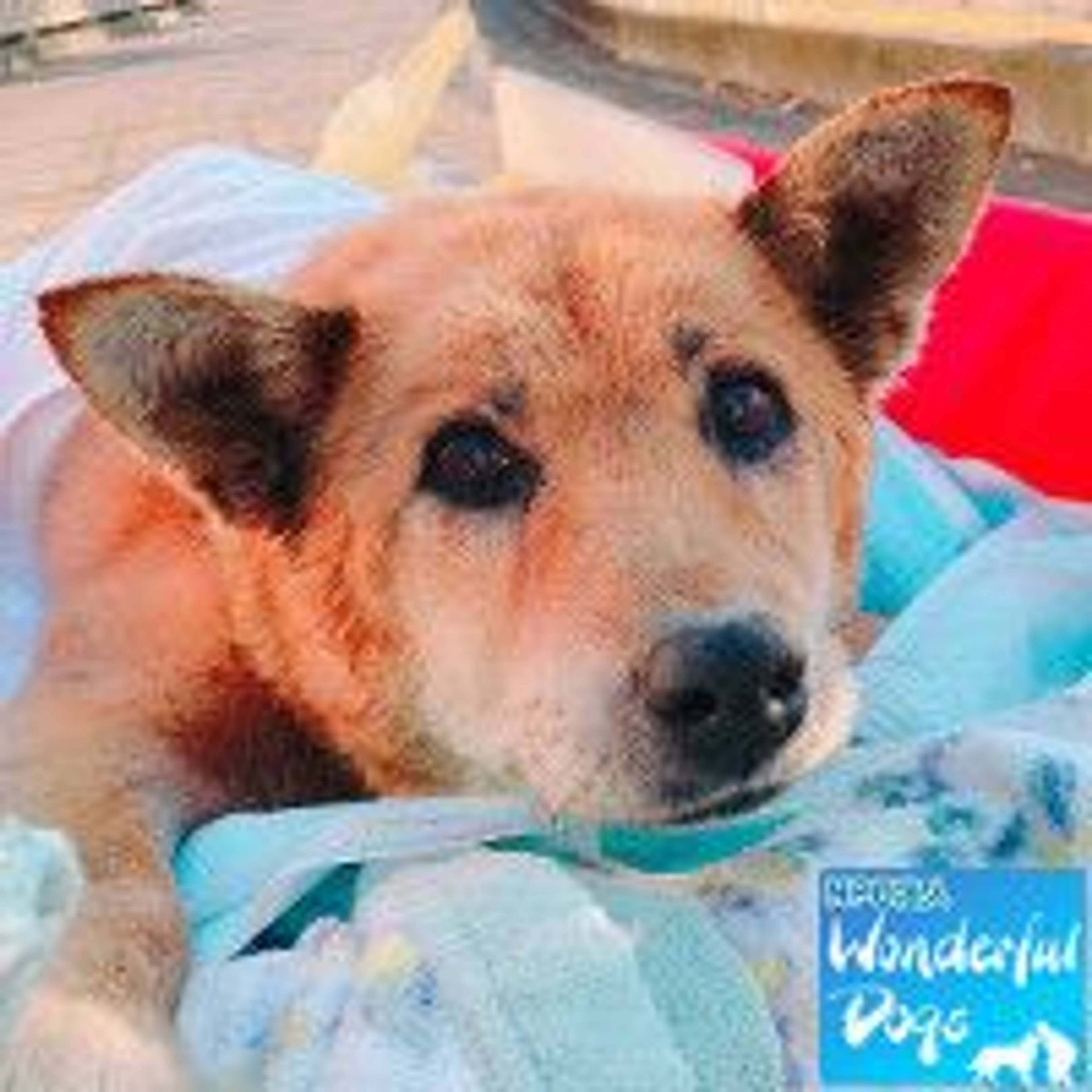 雑種（ミックス犬）・メスの里親募集の写真