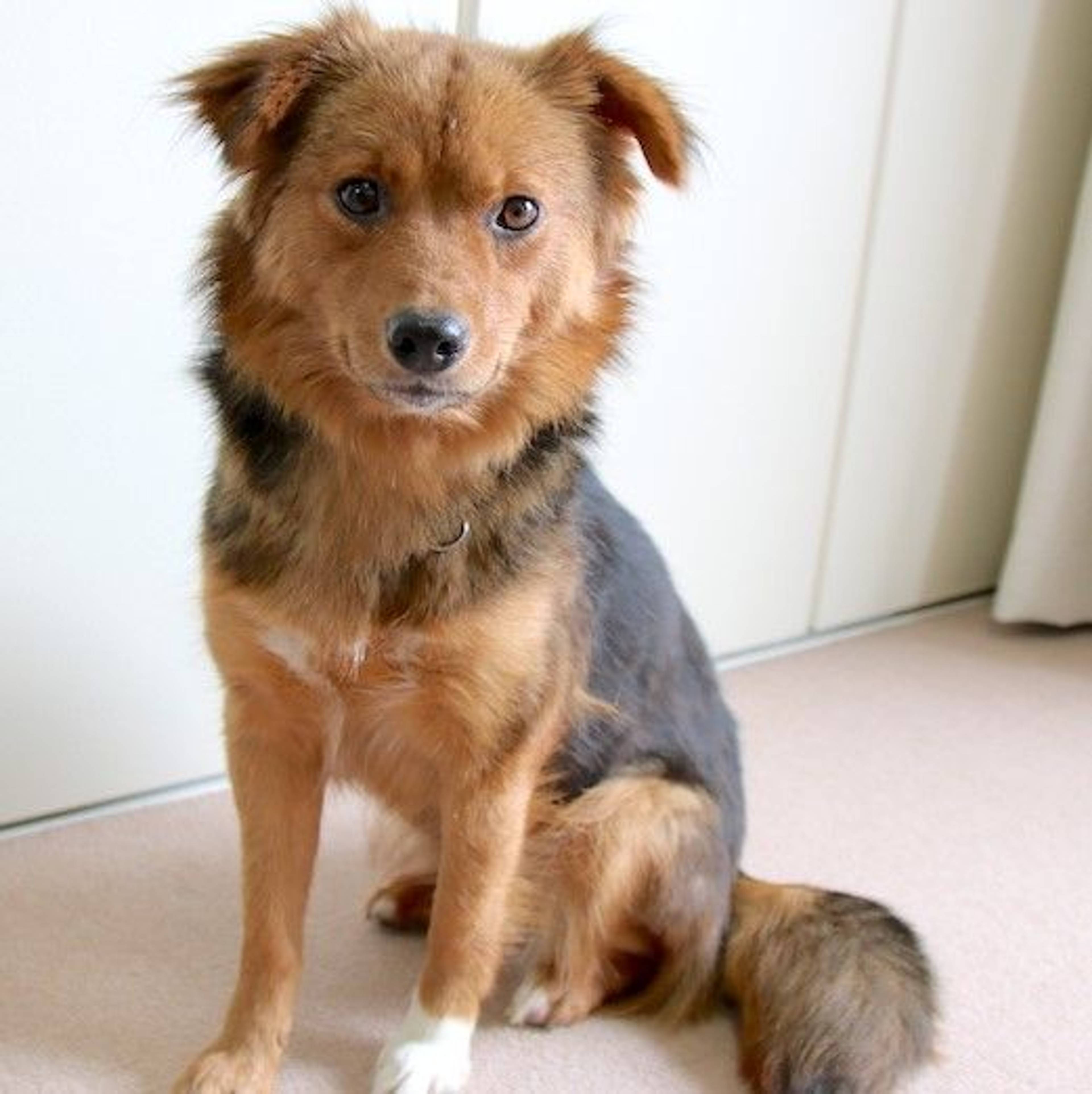 雑種（ミックス犬）・メスの里親募集の写真