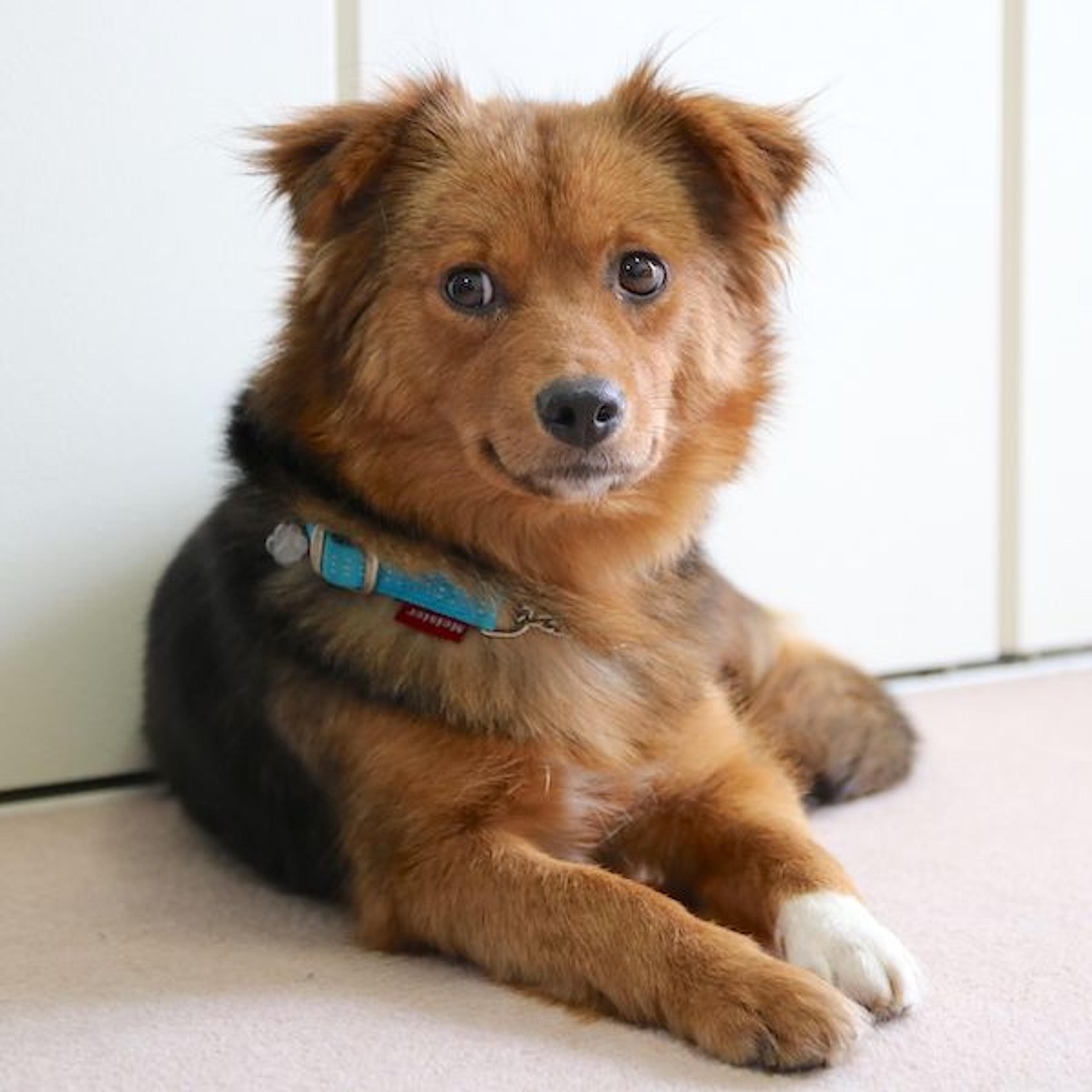 pet-image-3