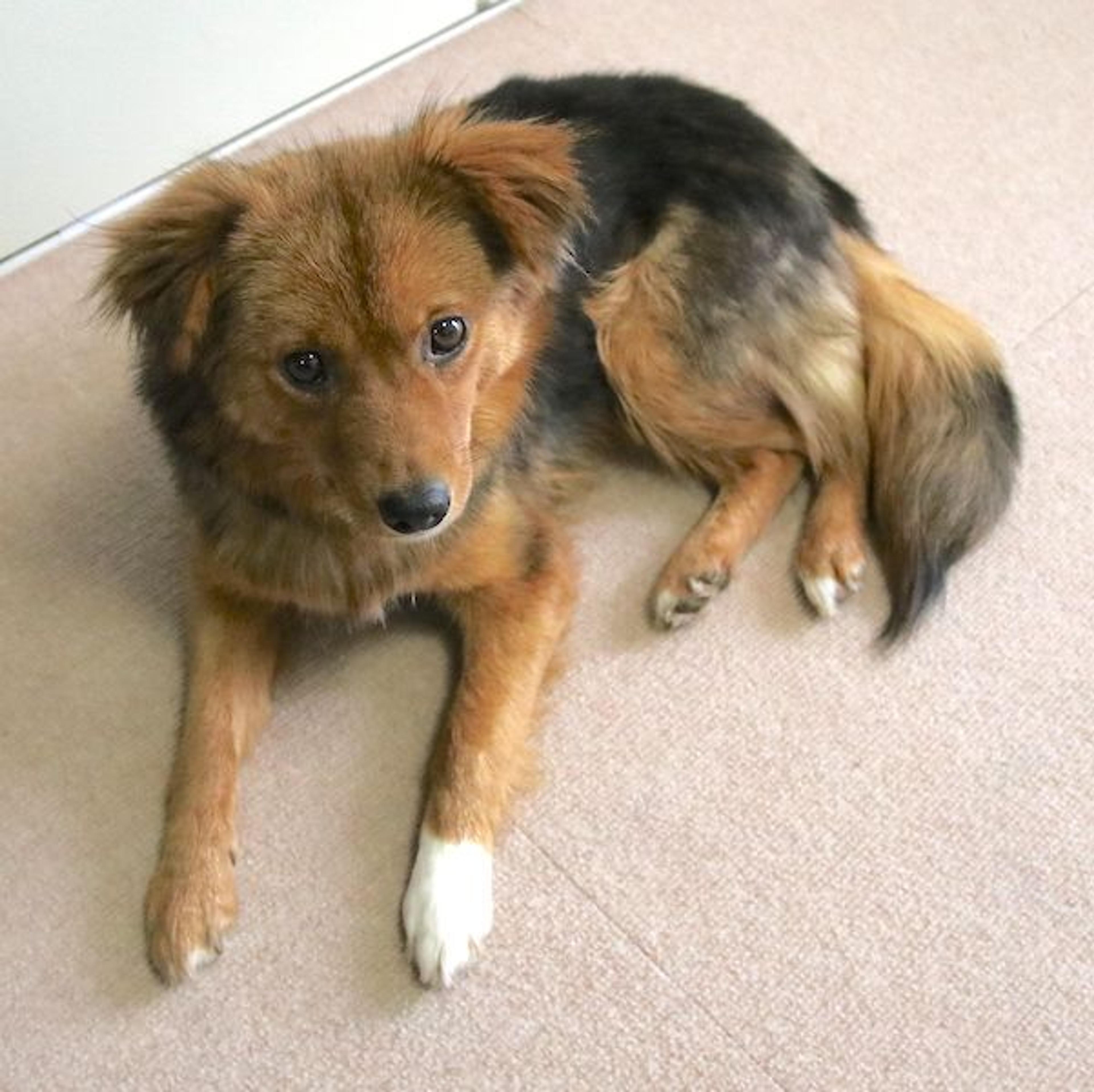 pet-image-4
