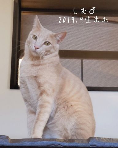 しむの写真