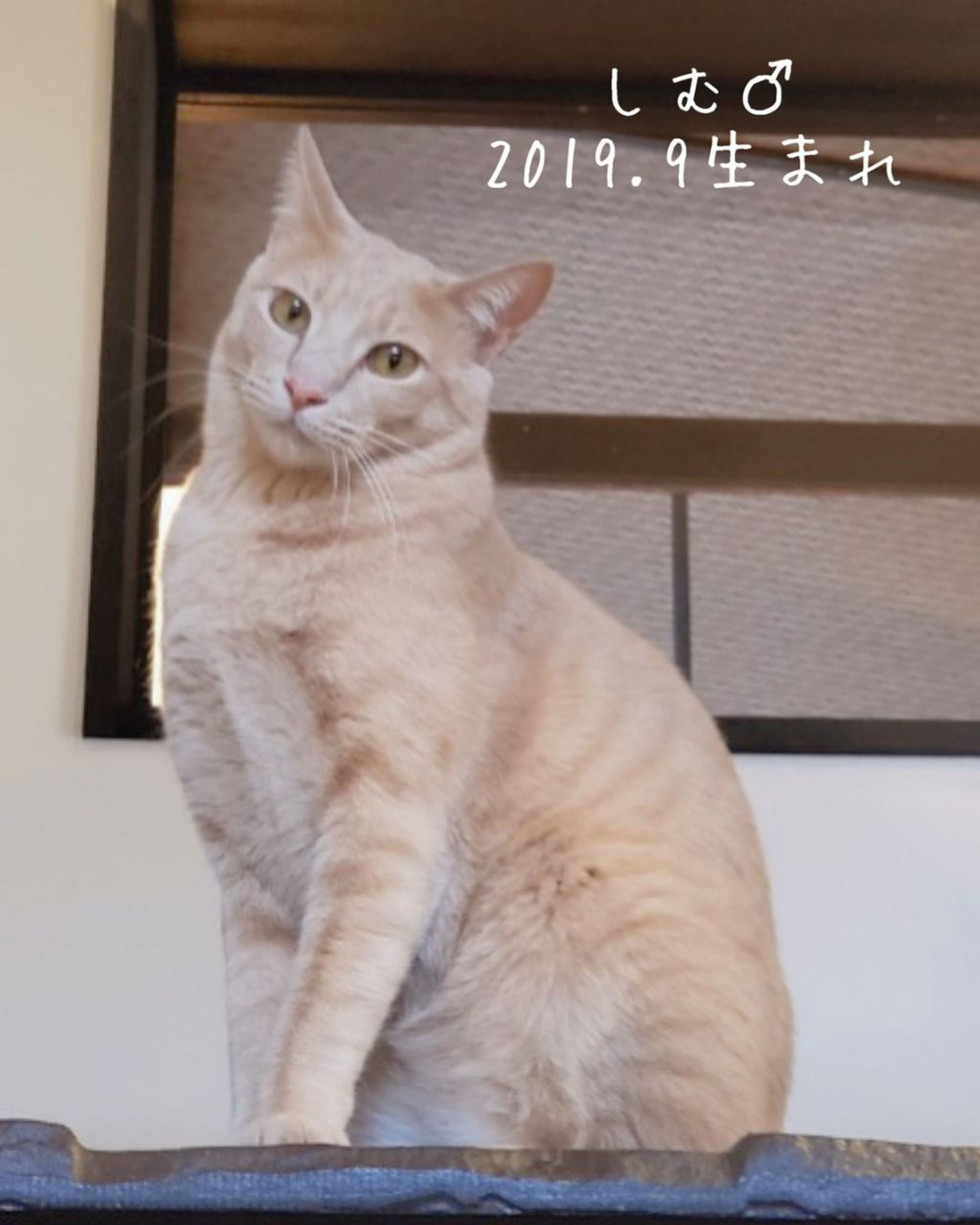雑種（ミックス猫）・オスの里親募集の写真