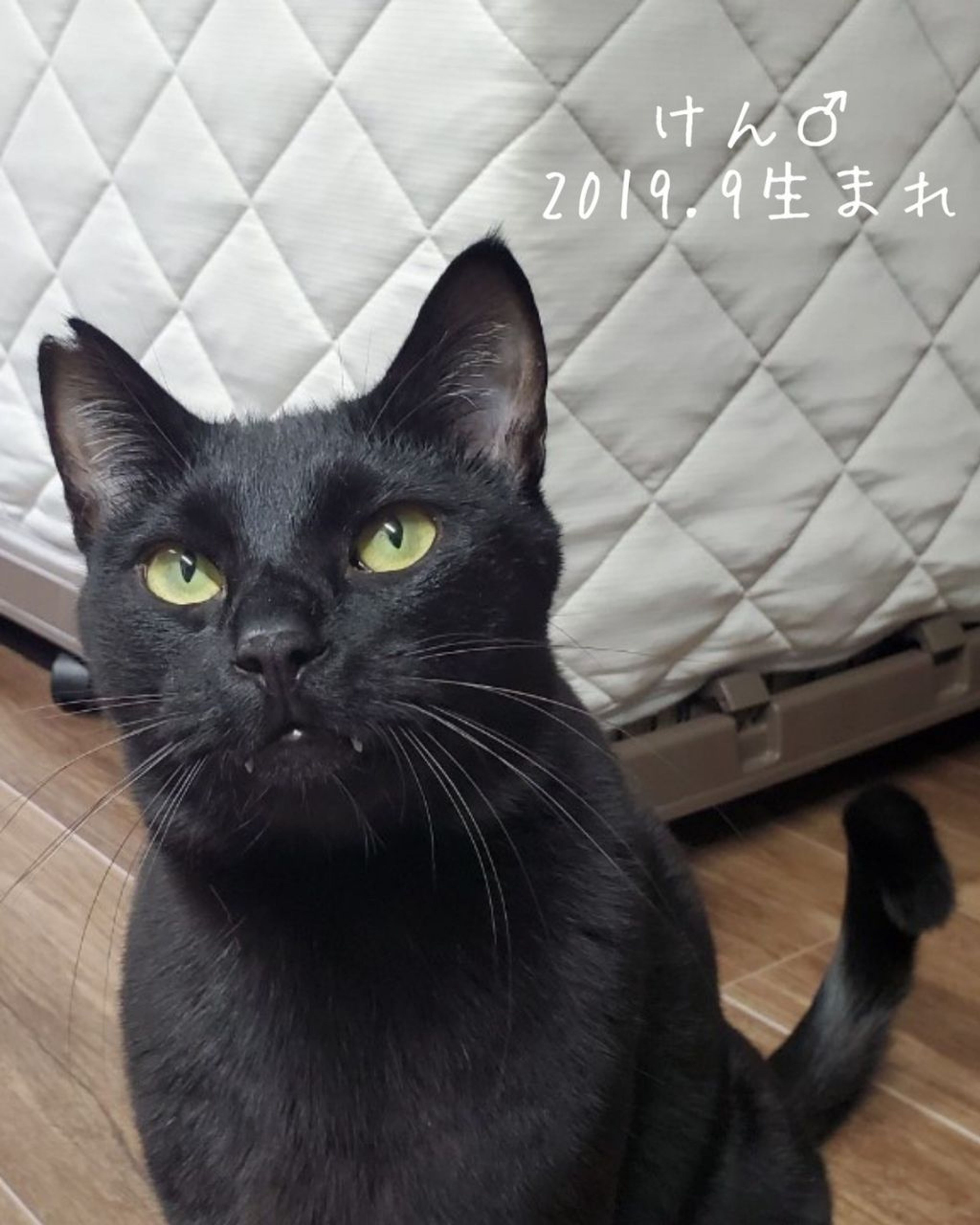 雑種（ミックス猫）・オスの里親募集の写真