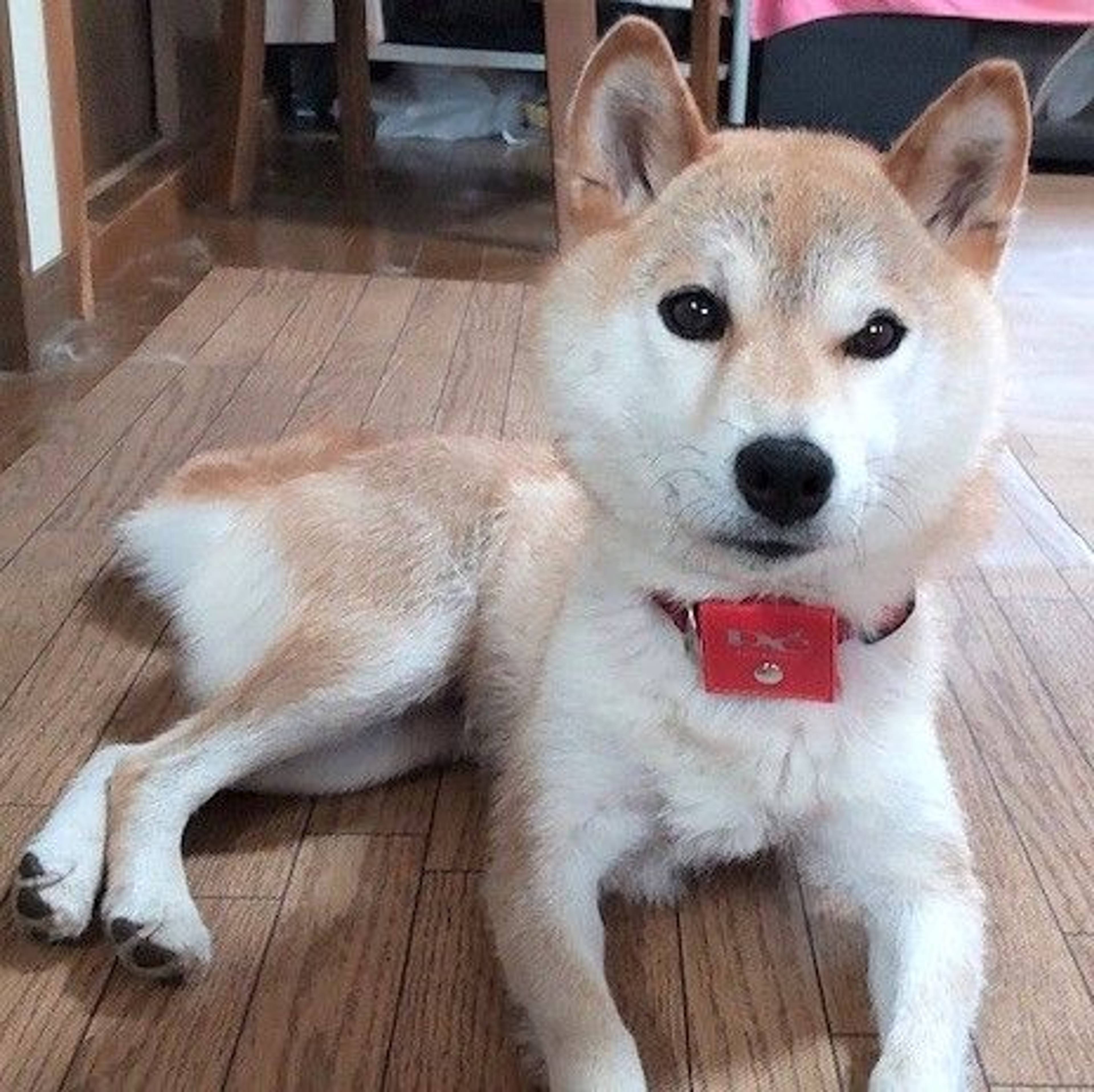 柴犬・メスの里親募集の写真