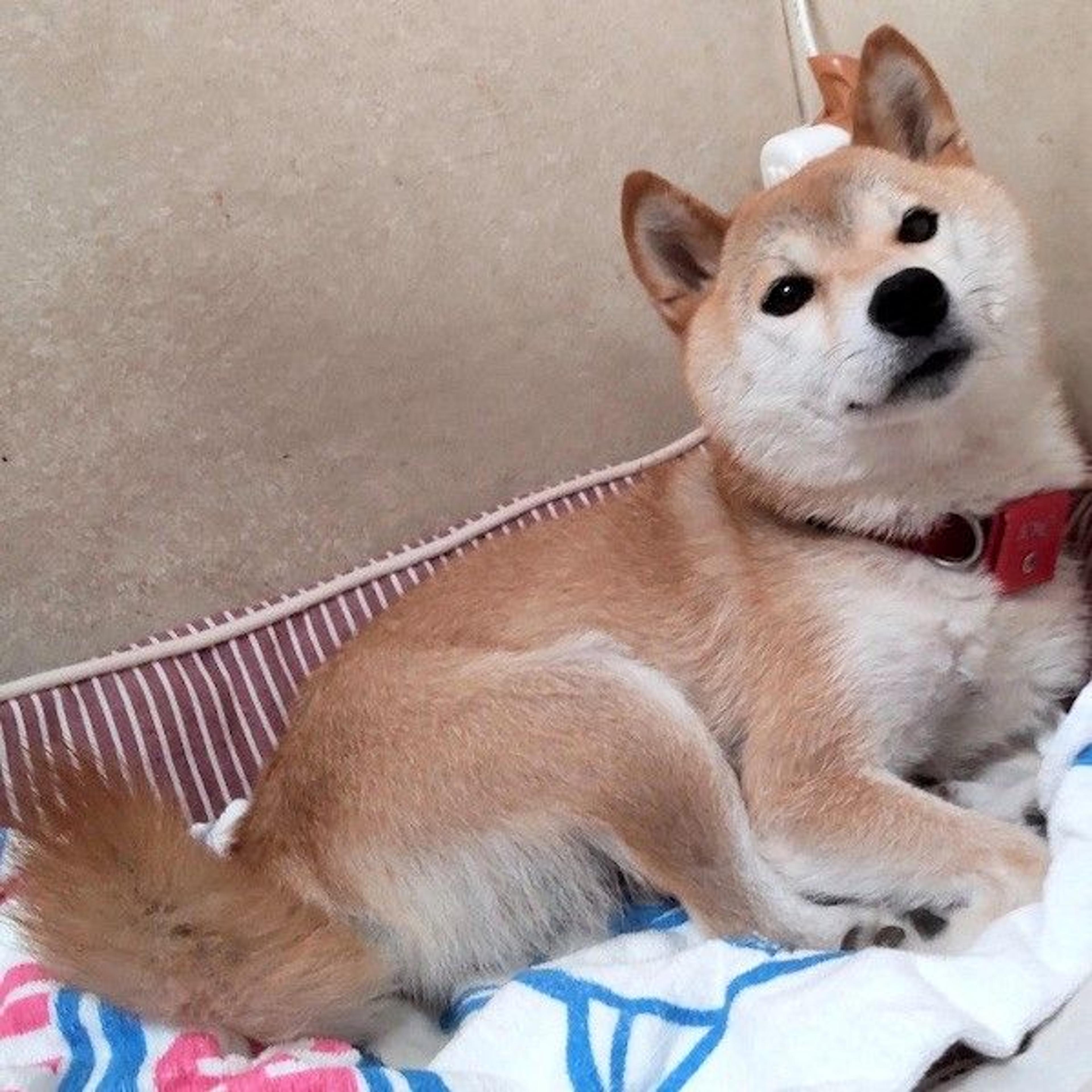 pet-image-3