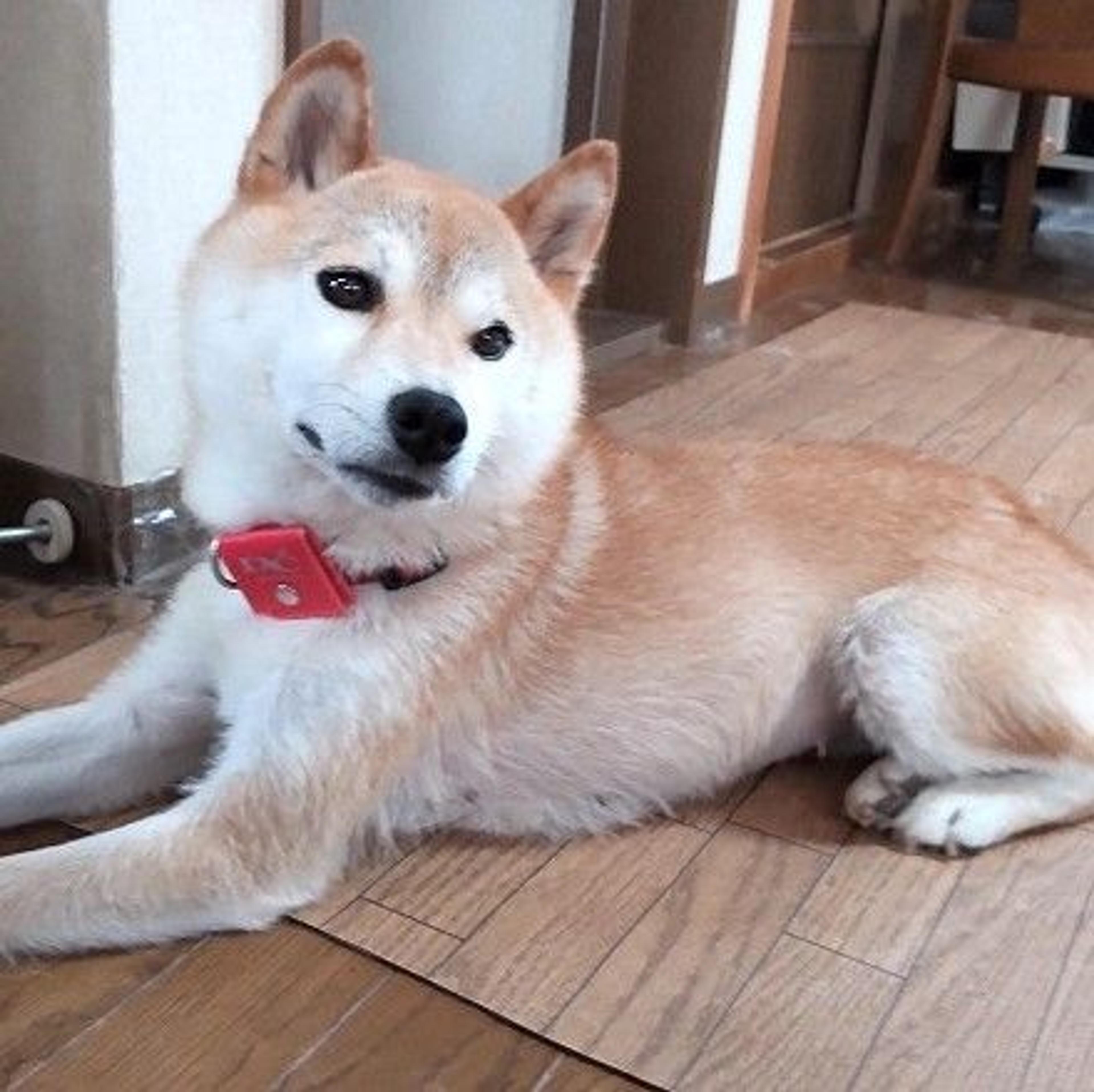 pet-image-4