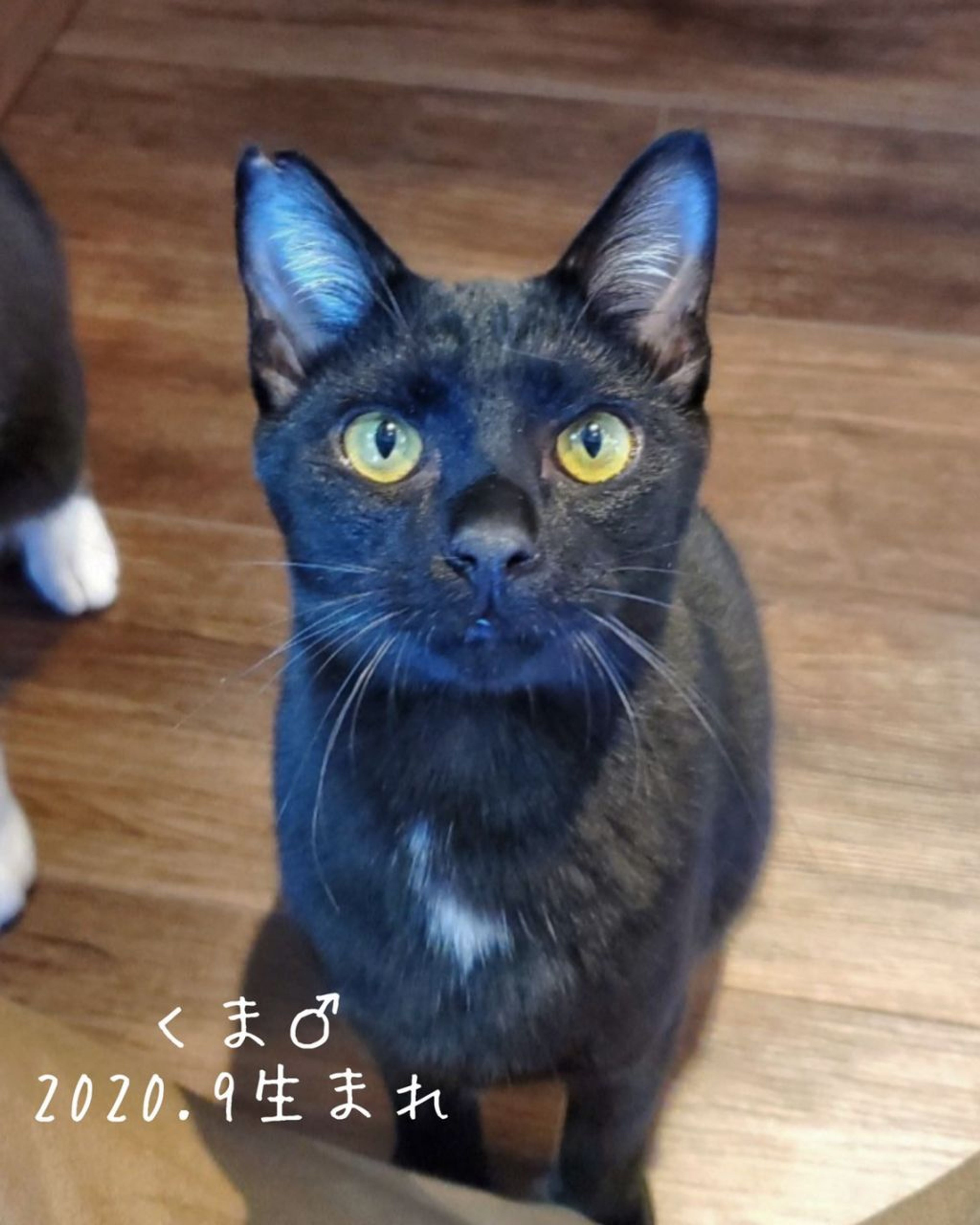 雑種（ミックス猫）・オスの里親募集の写真