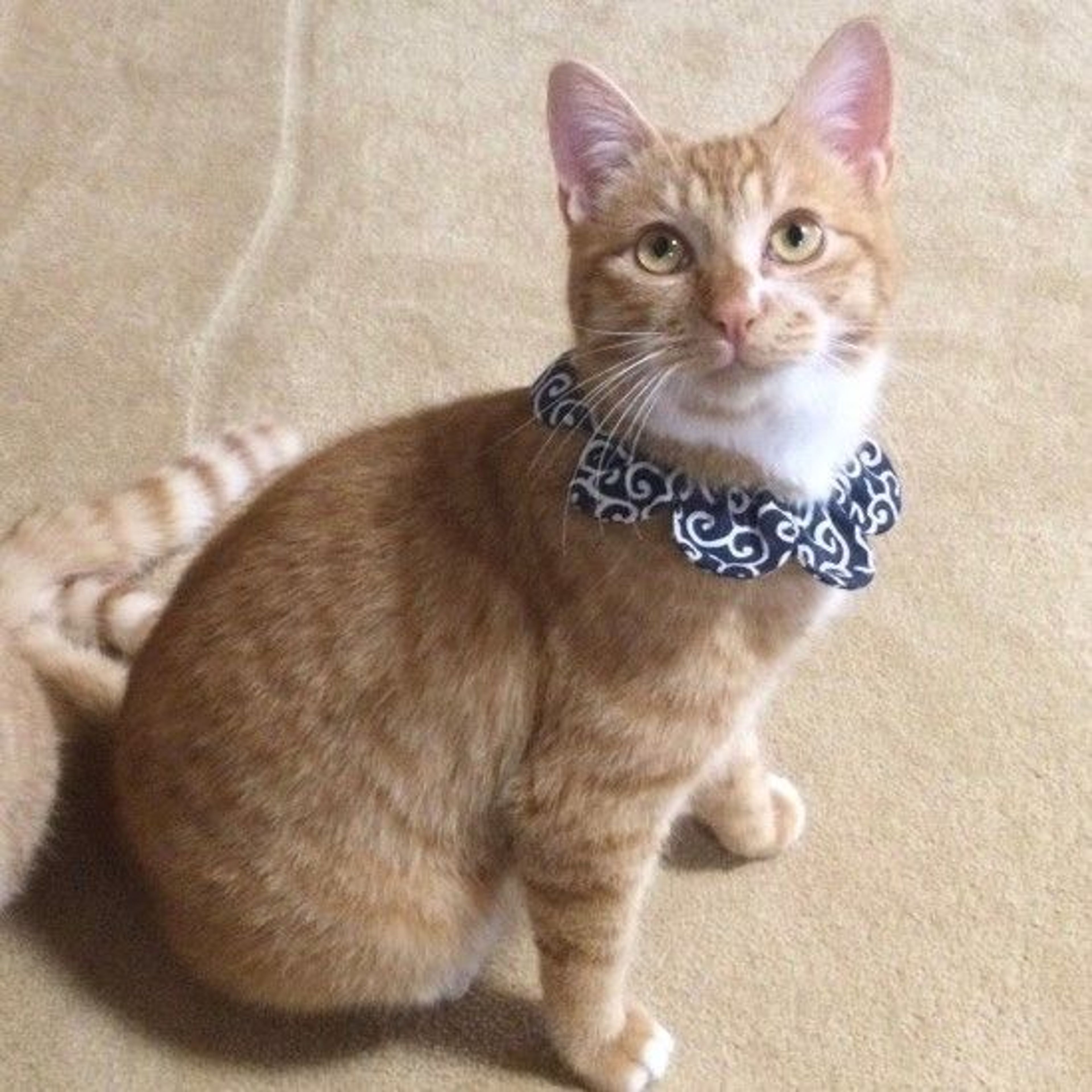 pet-image-2