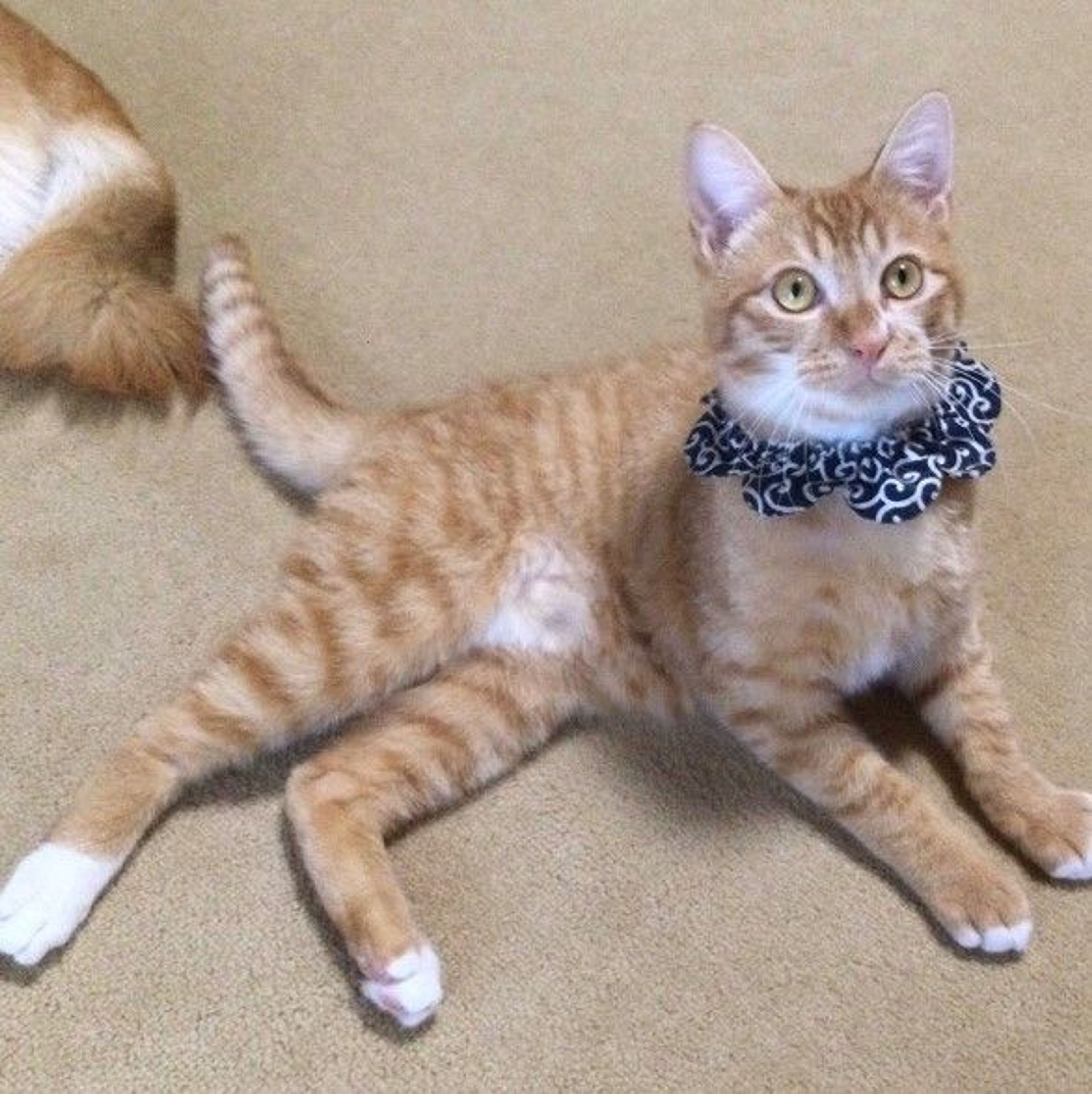 pet-image-4