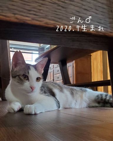 ごんの写真