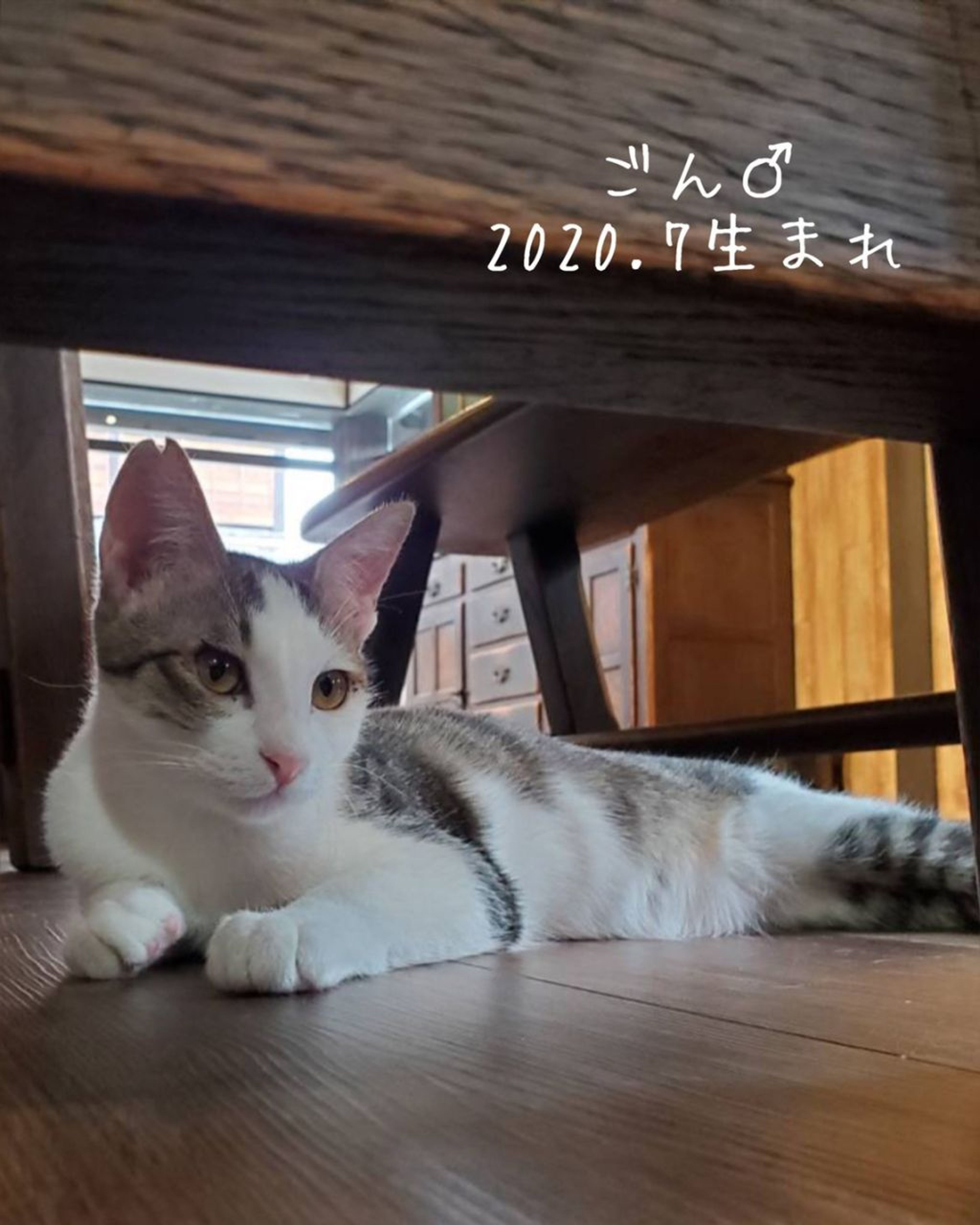 雑種（ミックス猫）・オスの里親募集の写真