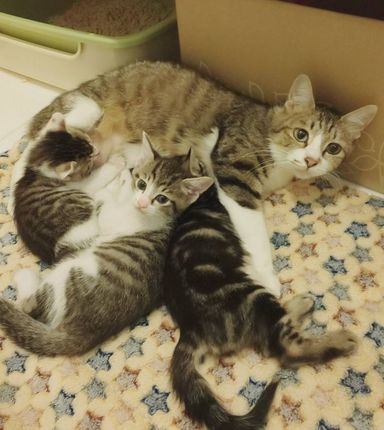 ちまきママ&ショー♂&ろん♀&ぽー♀の写真