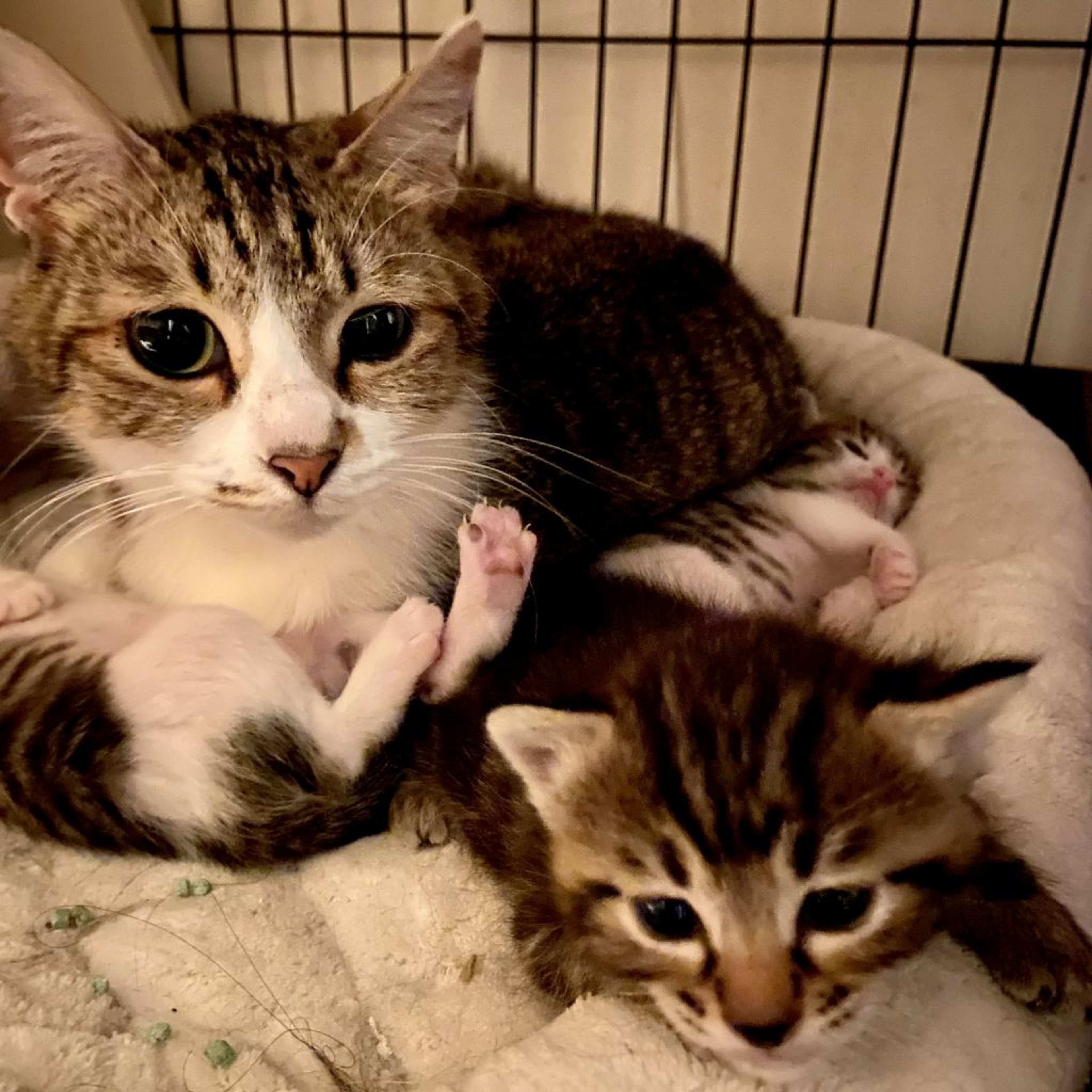 pet-image-2