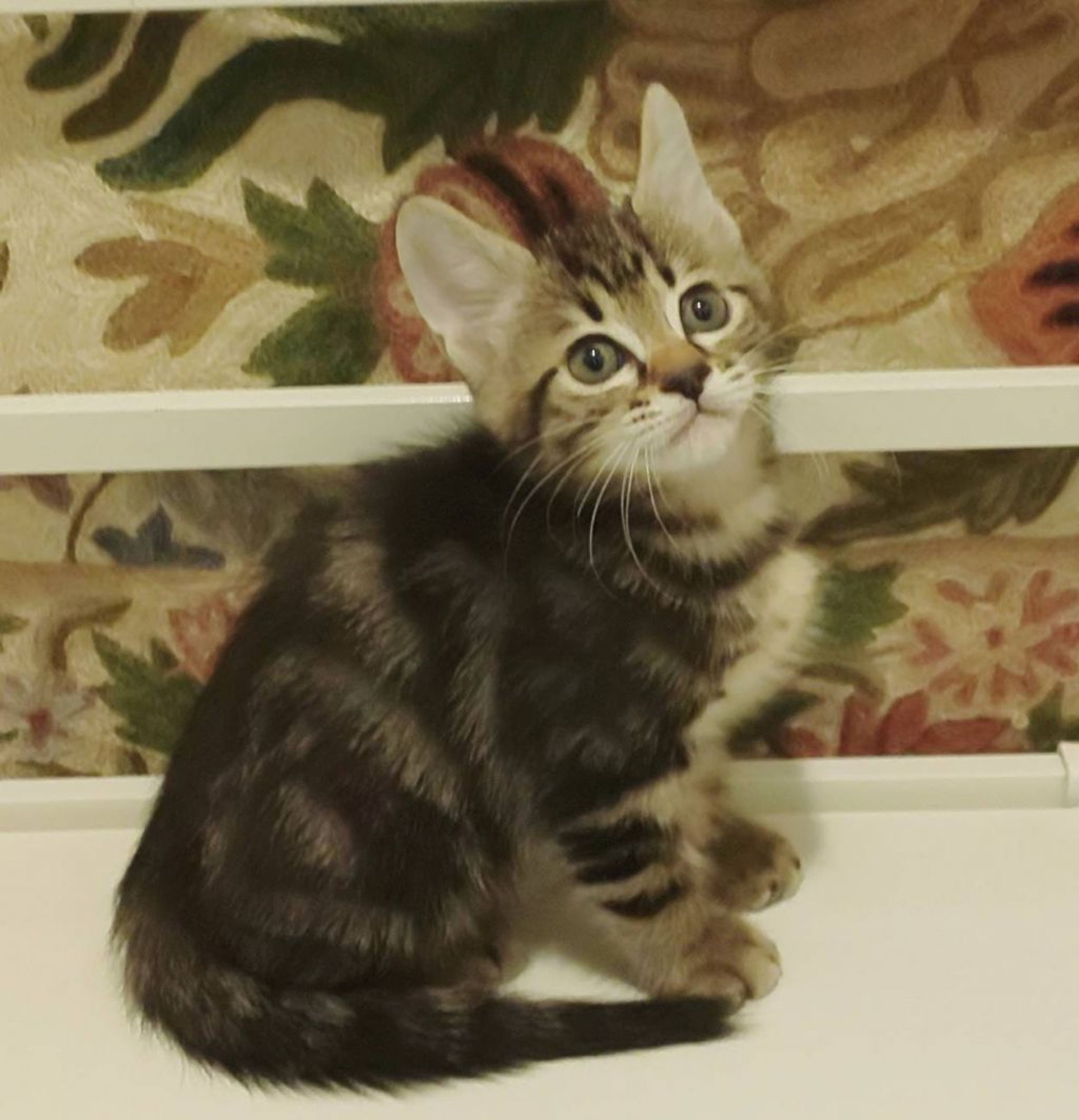 pet-image-4