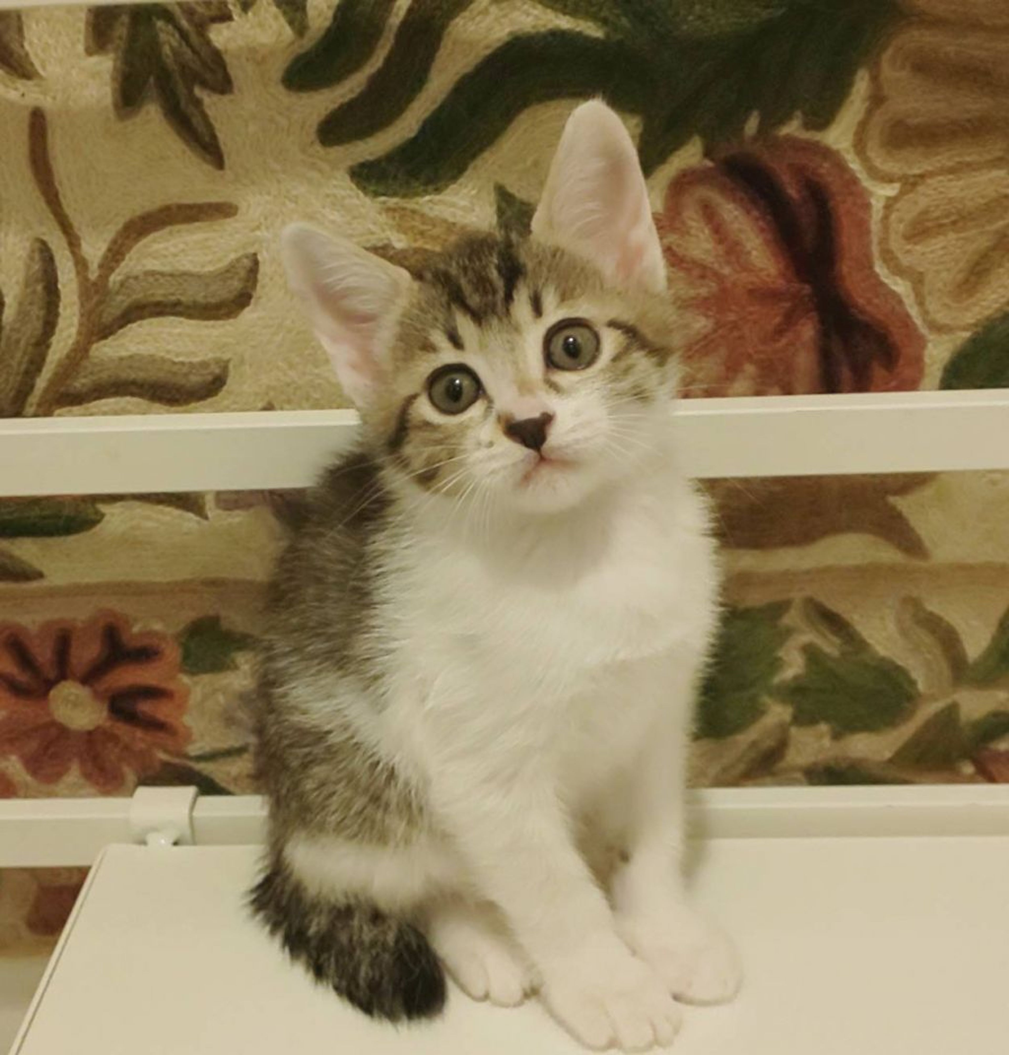 pet-image-6