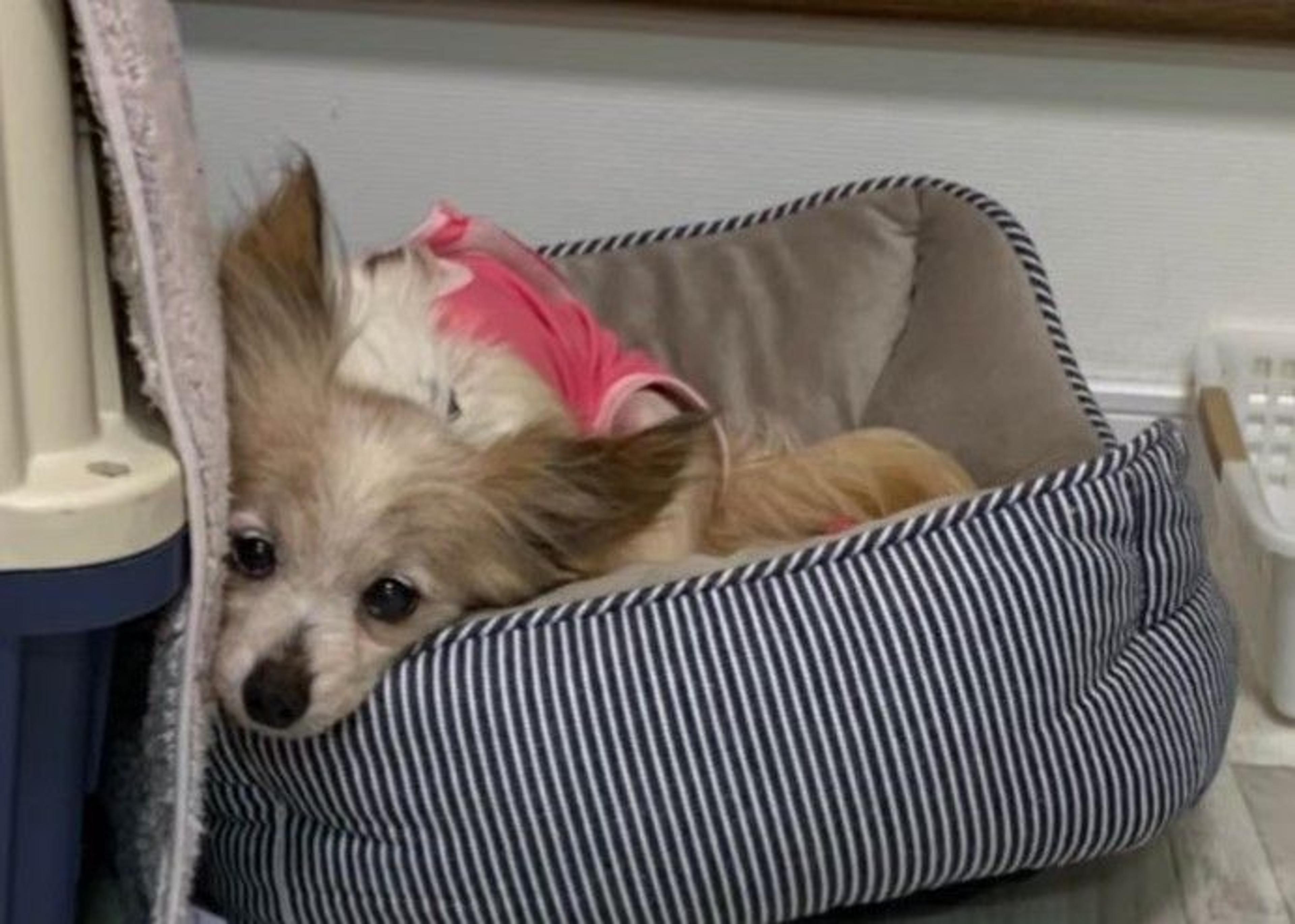 pet-image-4
