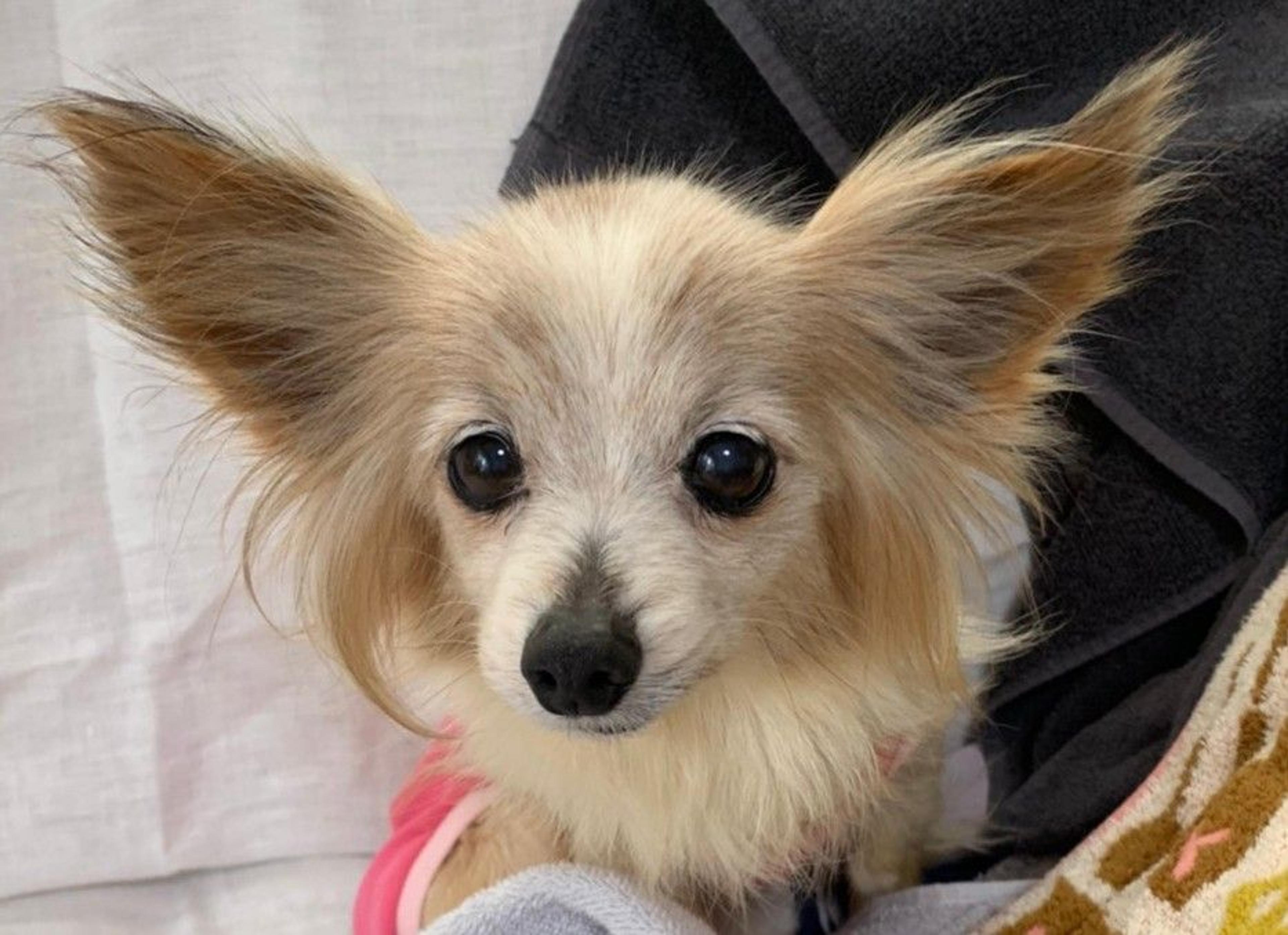 pet-image-5