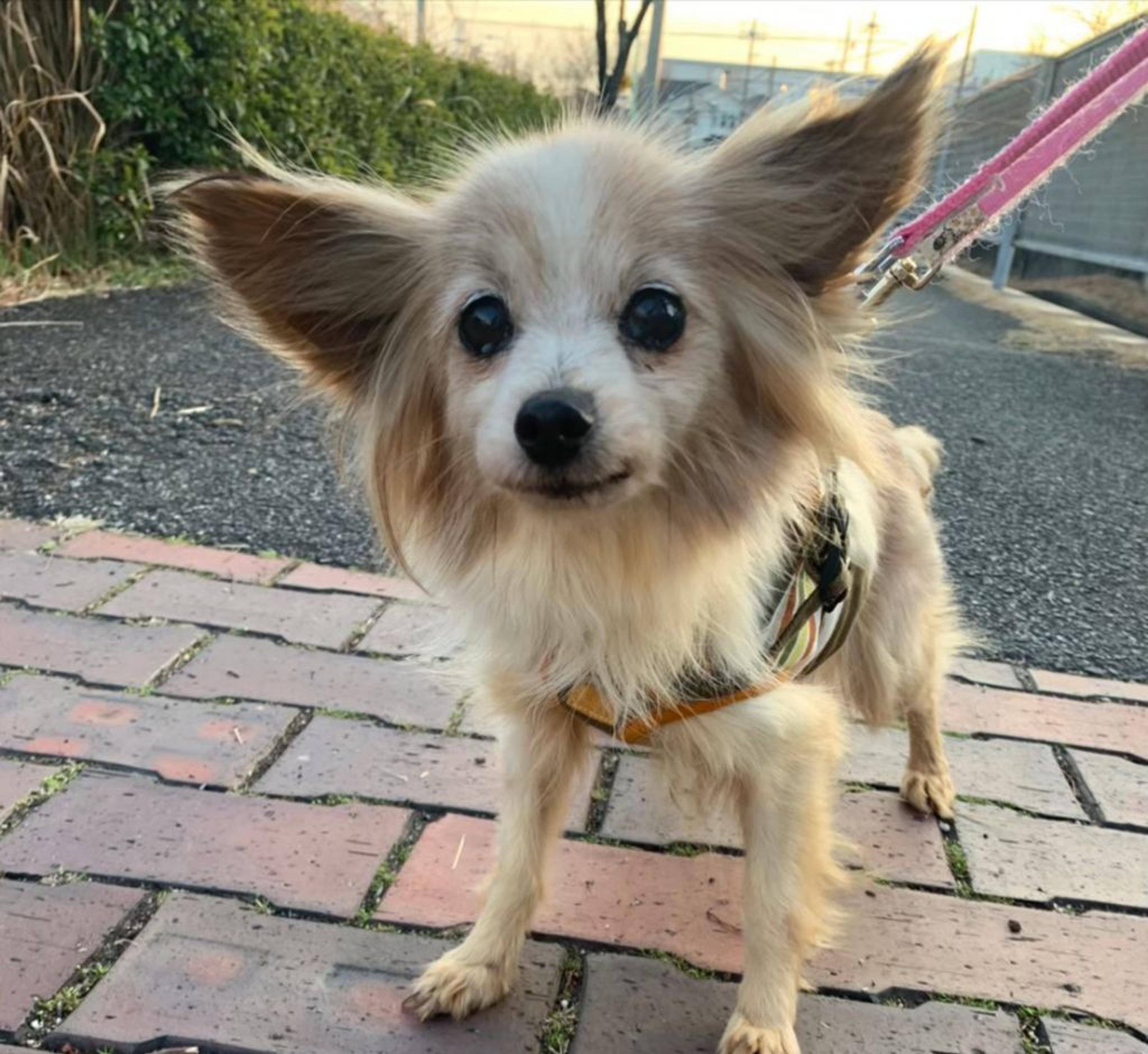 pet-image-6
