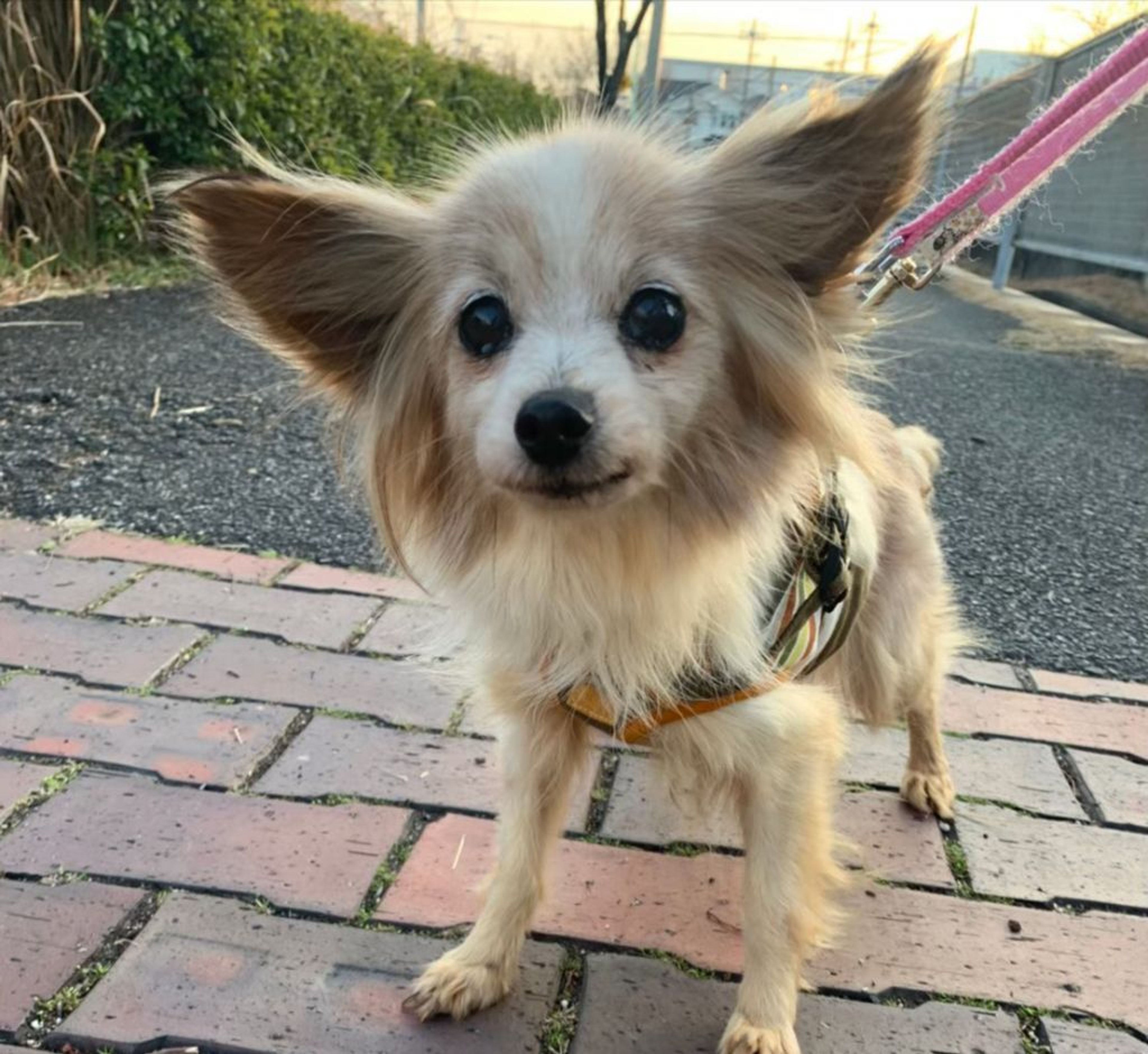 pet-image-6