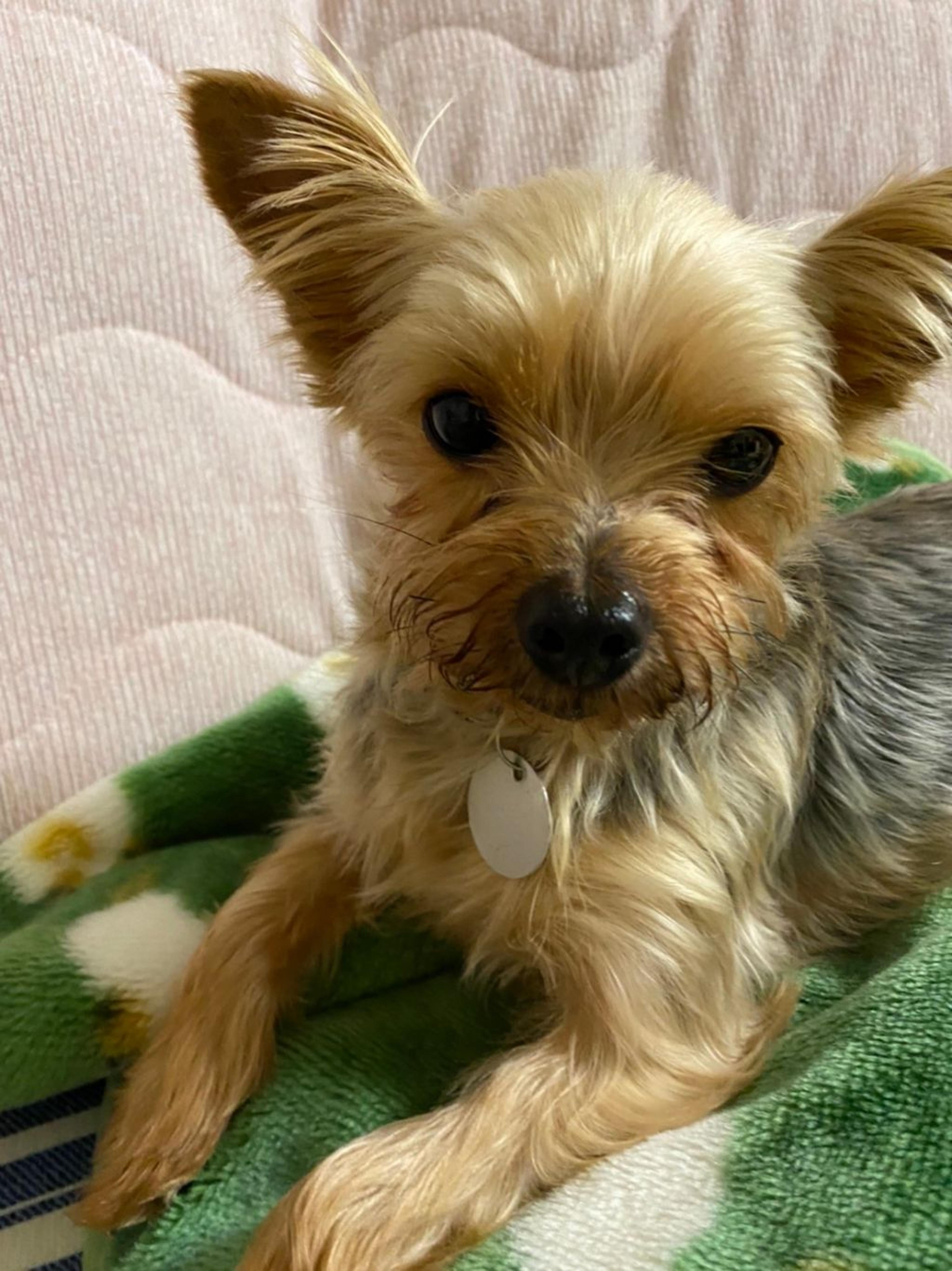 pet-image-2
