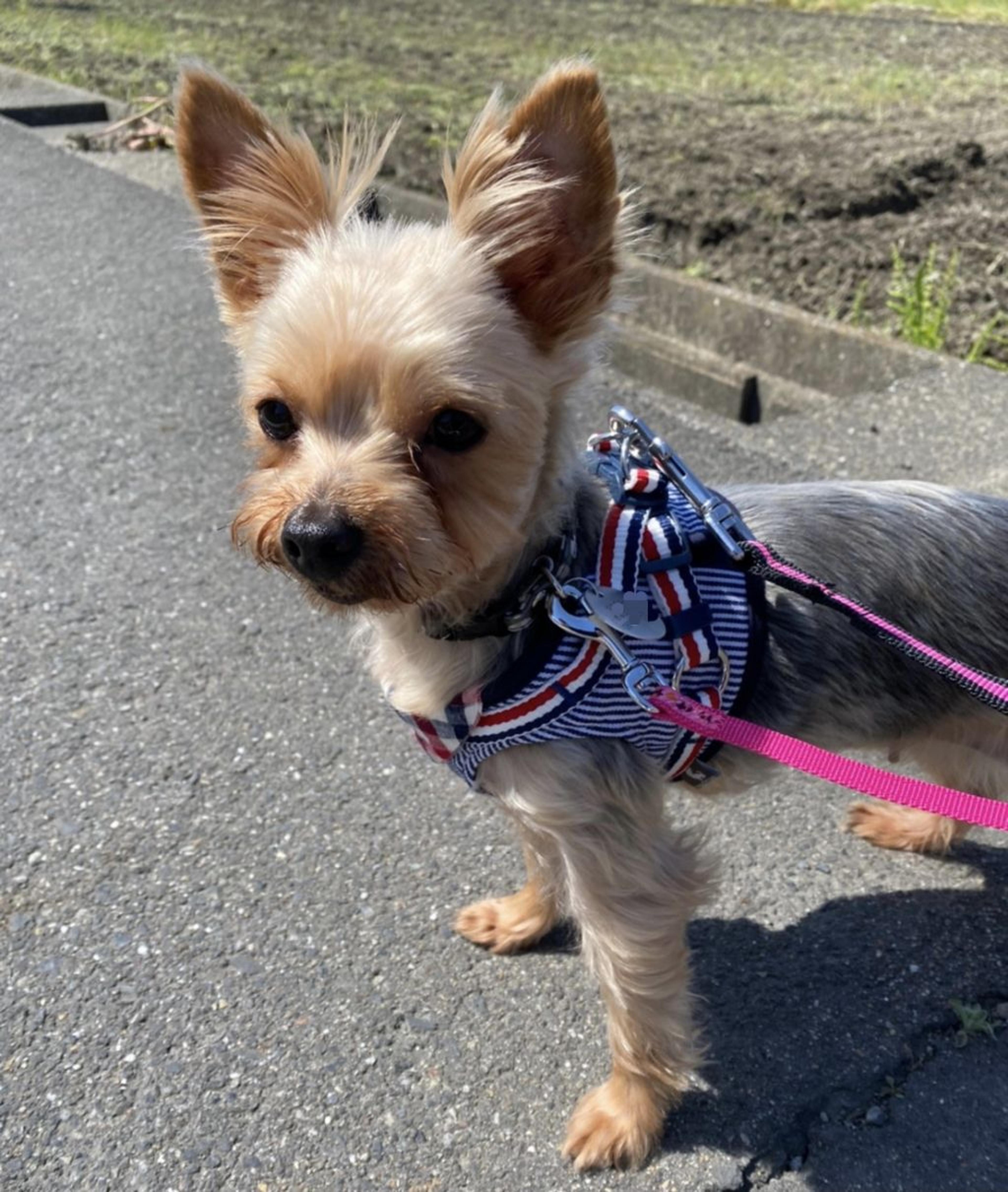 pet-image-4