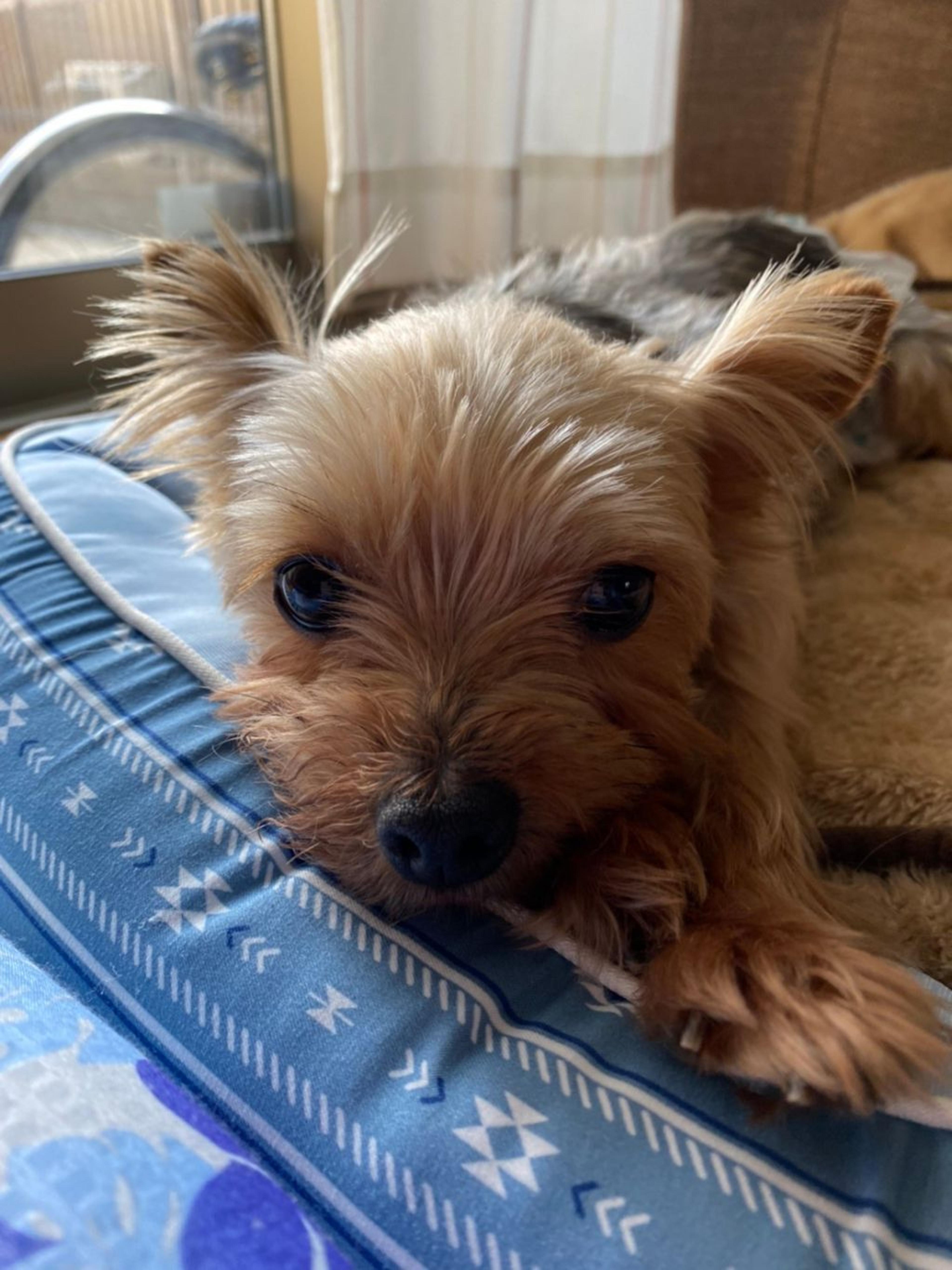 pet-image-7