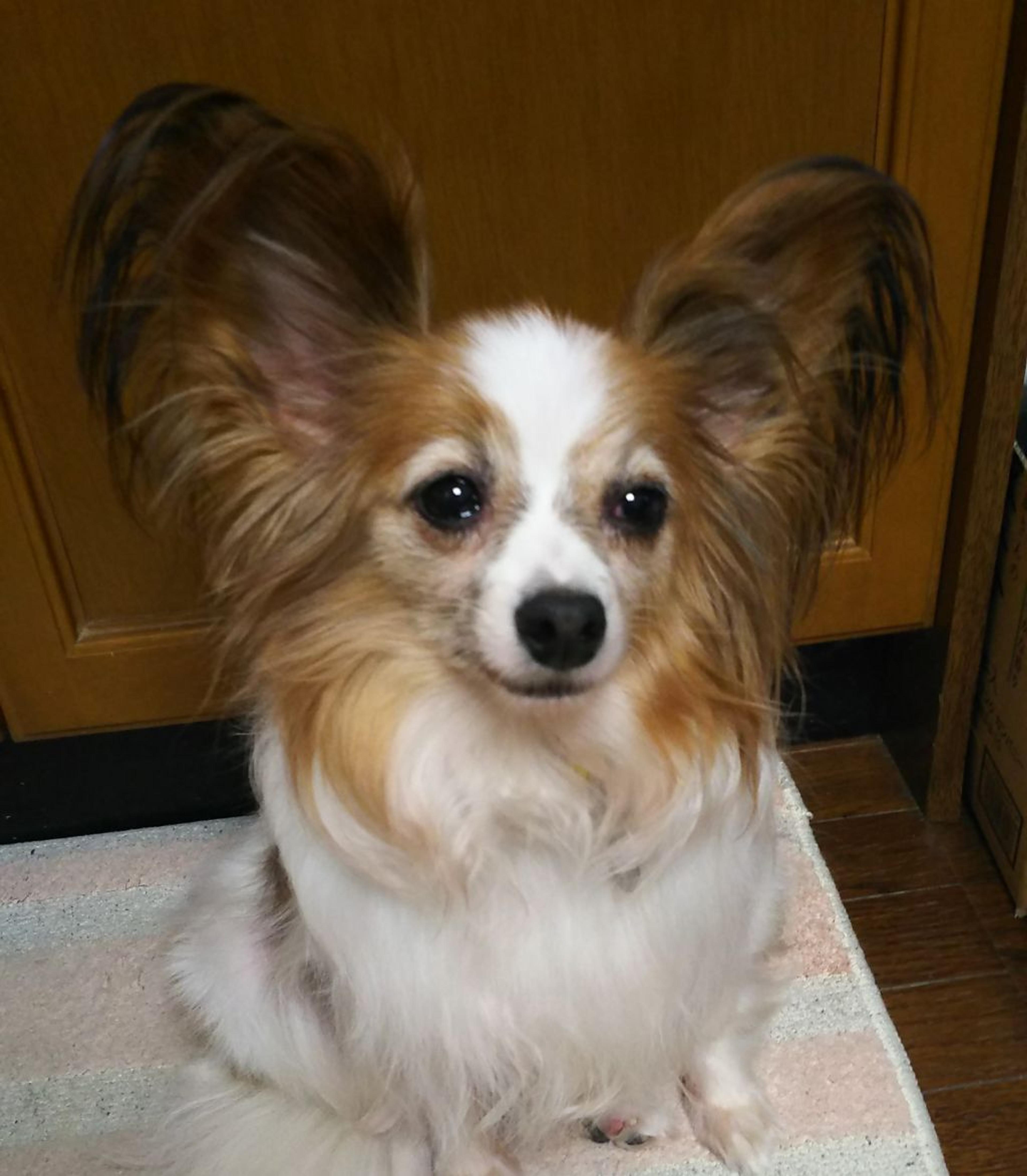 pet-image-2