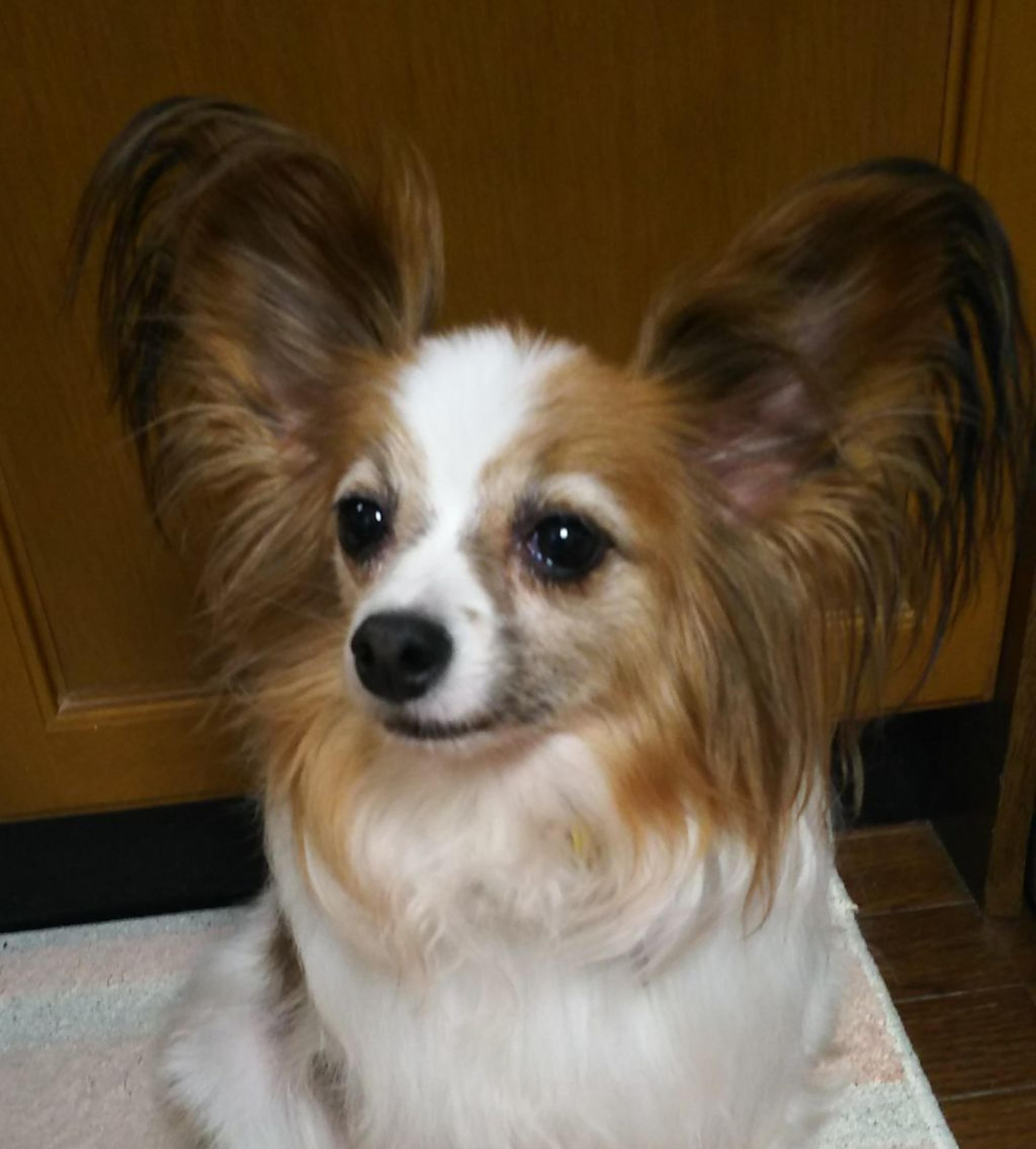 pet-image-4