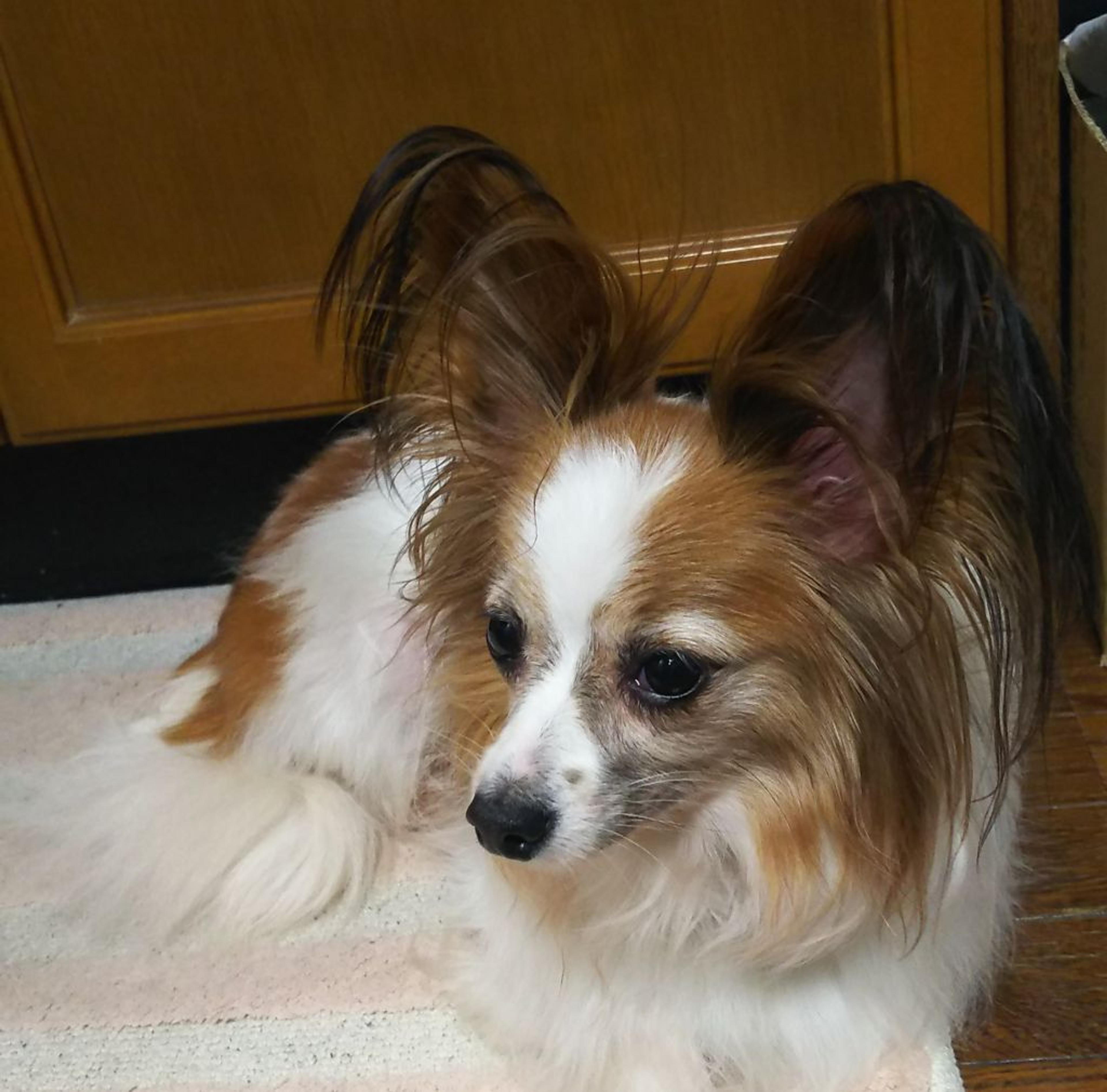 pet-image-5