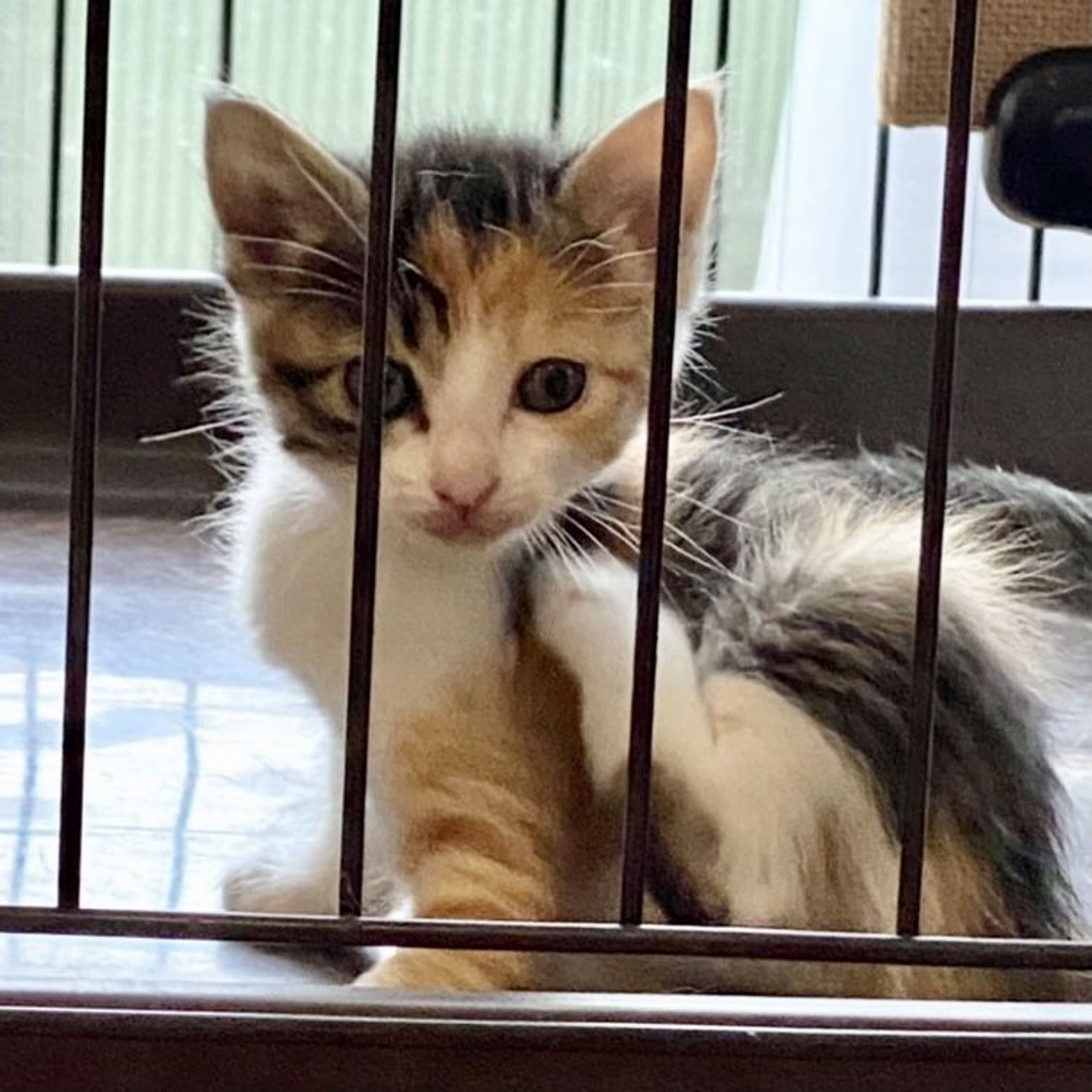 雑種（ミックス猫）・メスの里親募集の写真