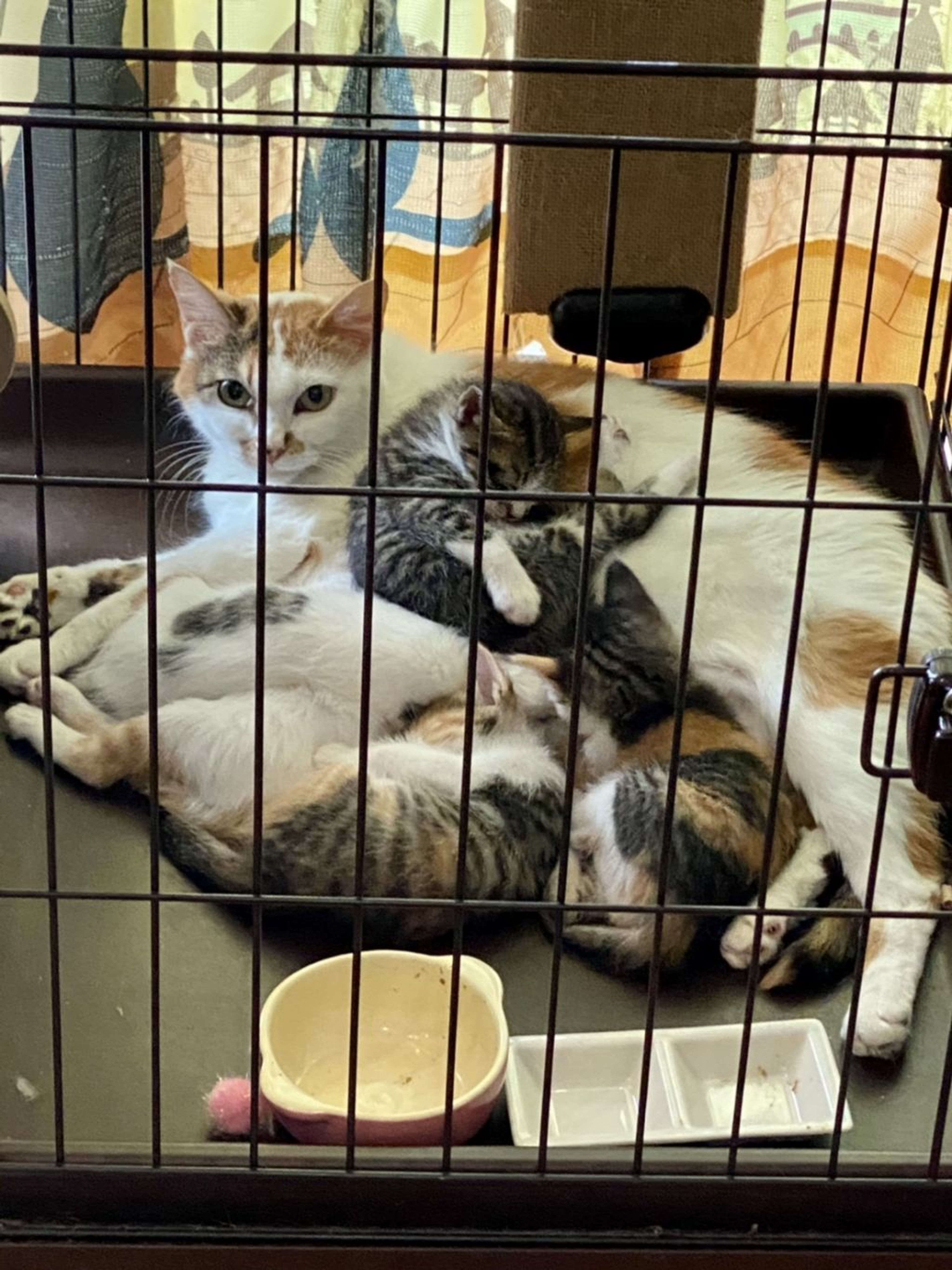 pet-image-4