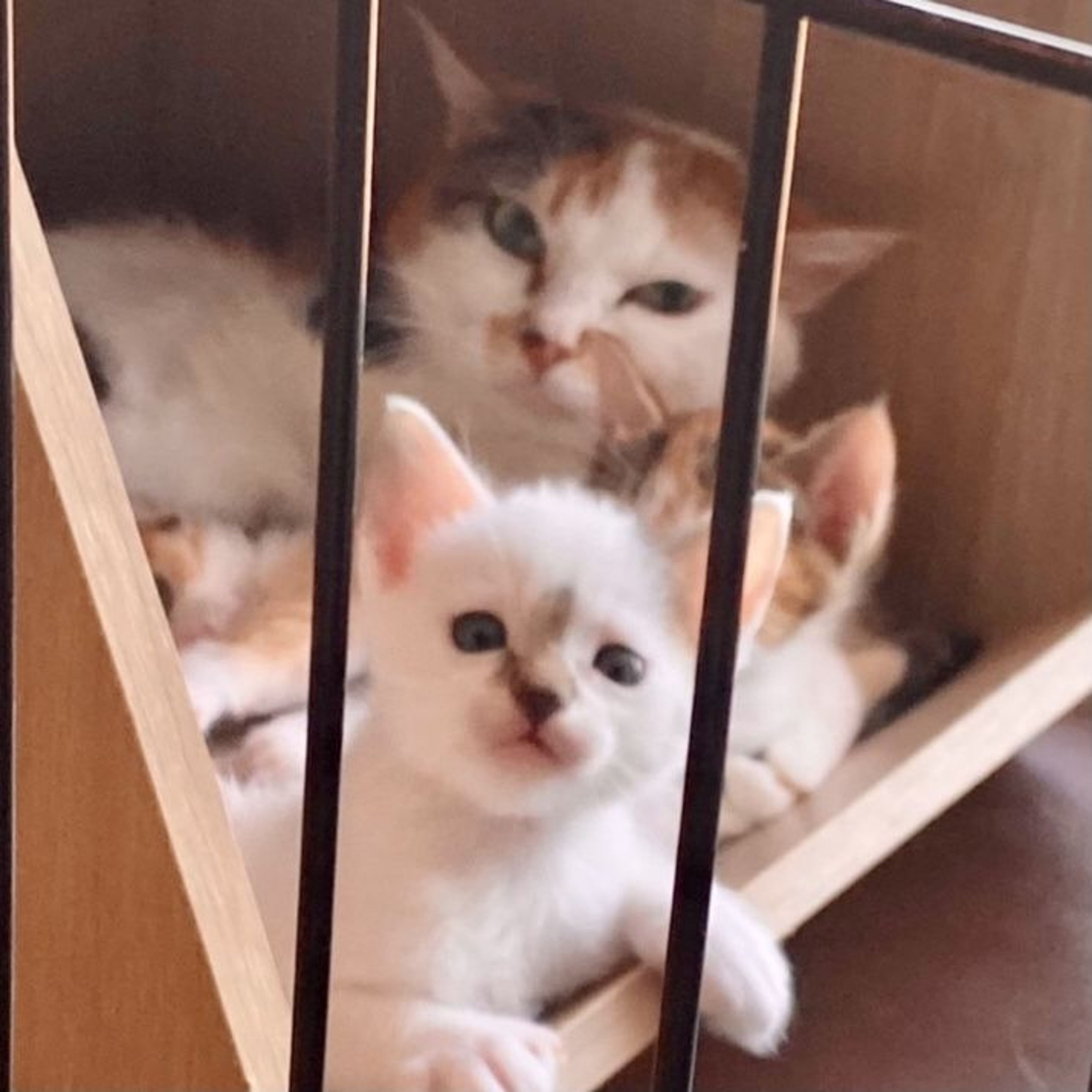 pet-image-6