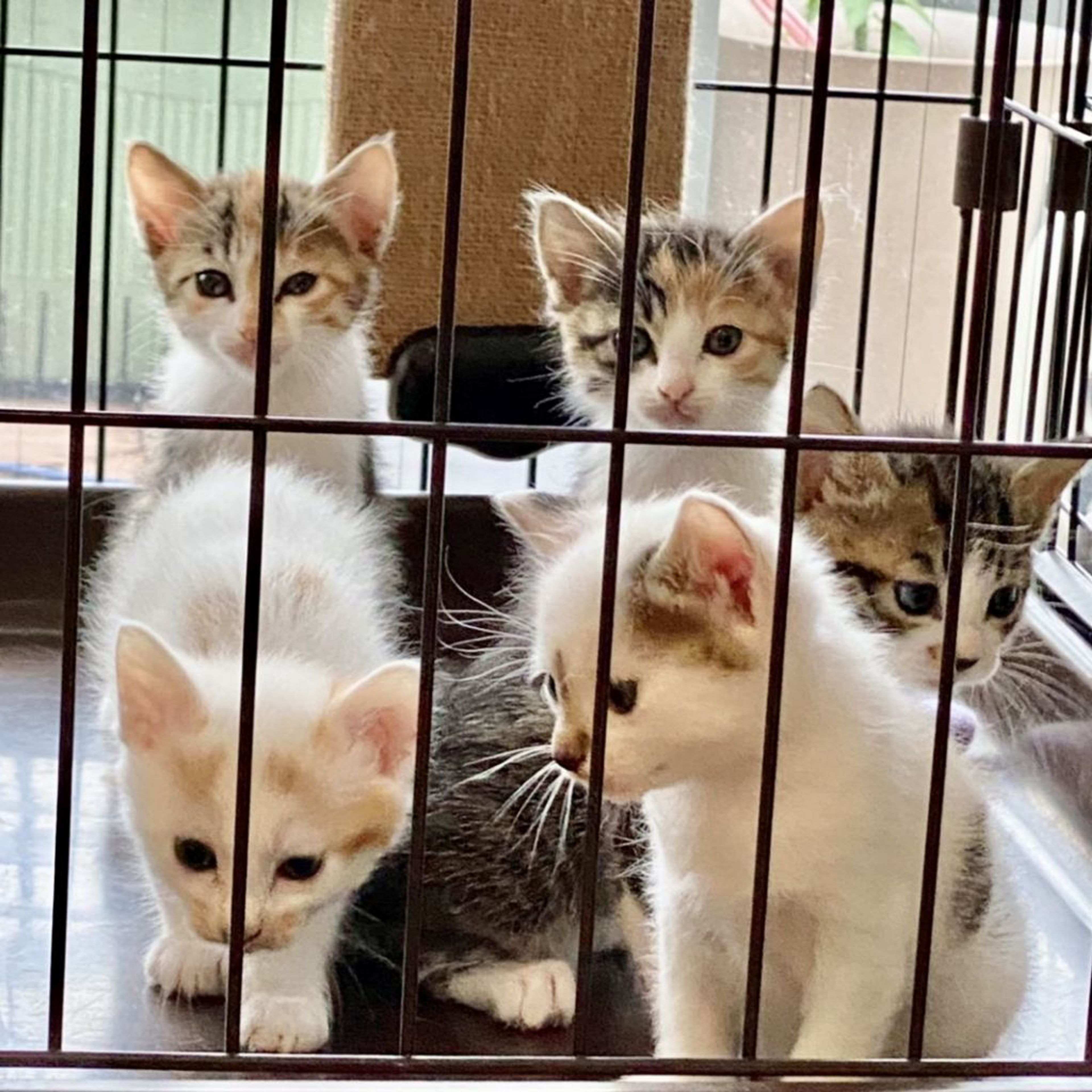 pet-image-7