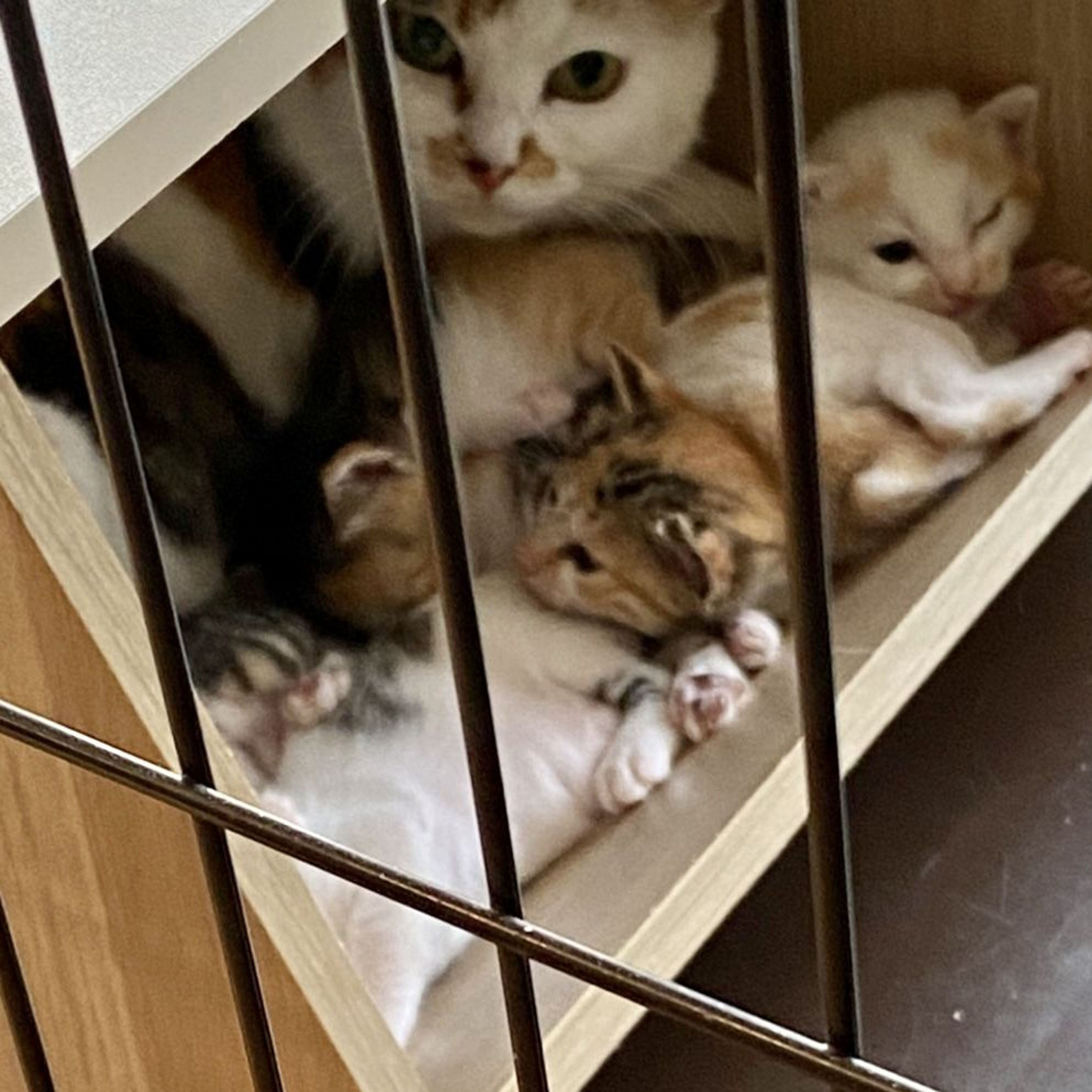pet-image-9
