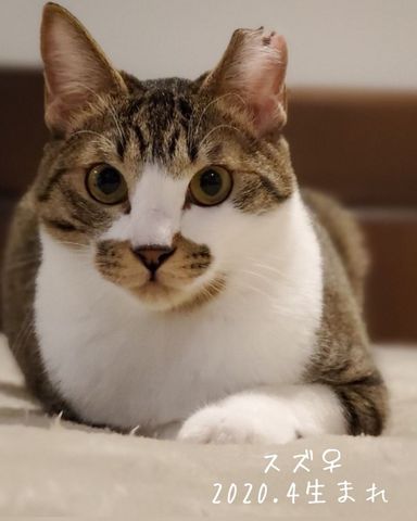 スズの写真