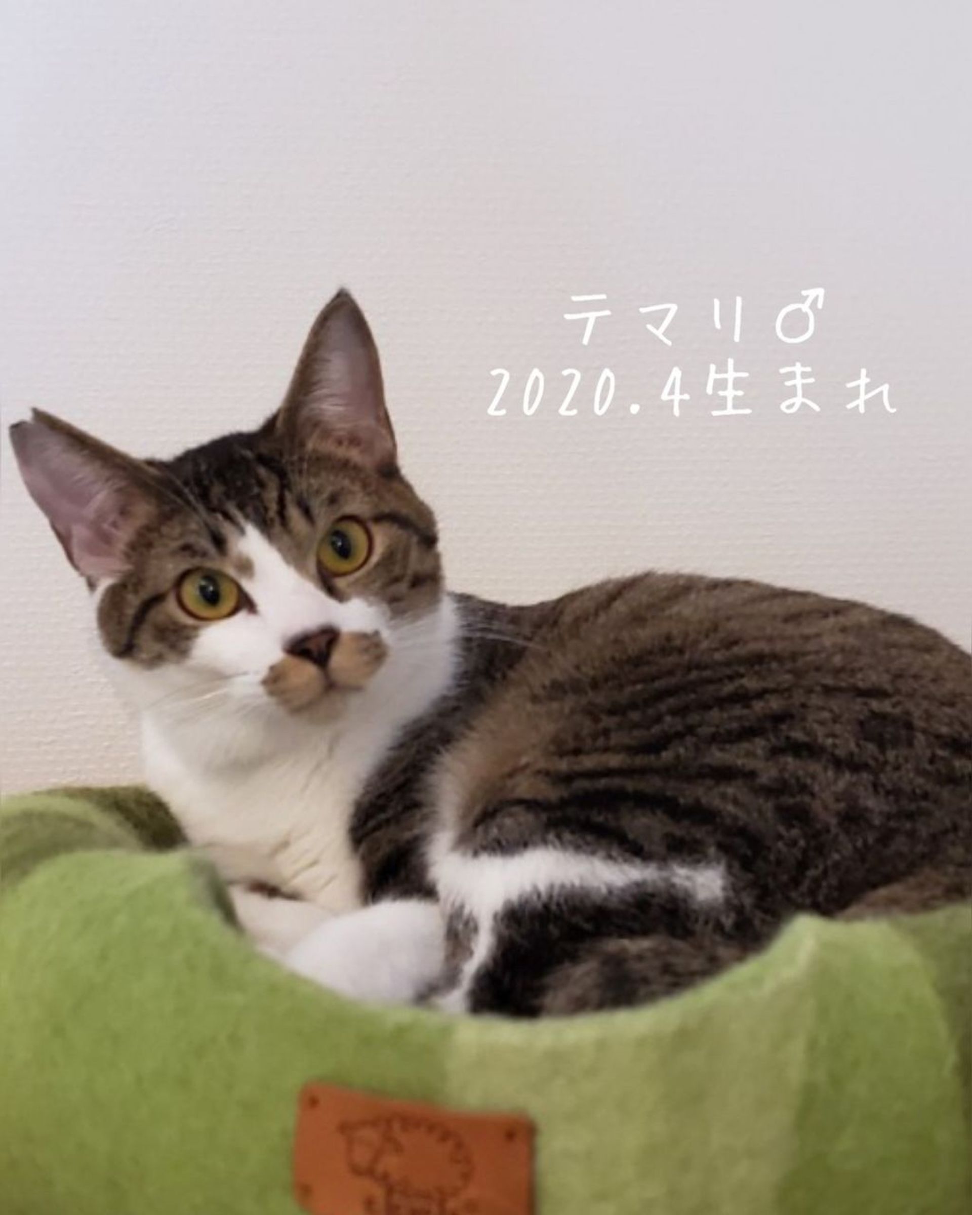 雑種（ミックス猫）・オスの里親募集の写真