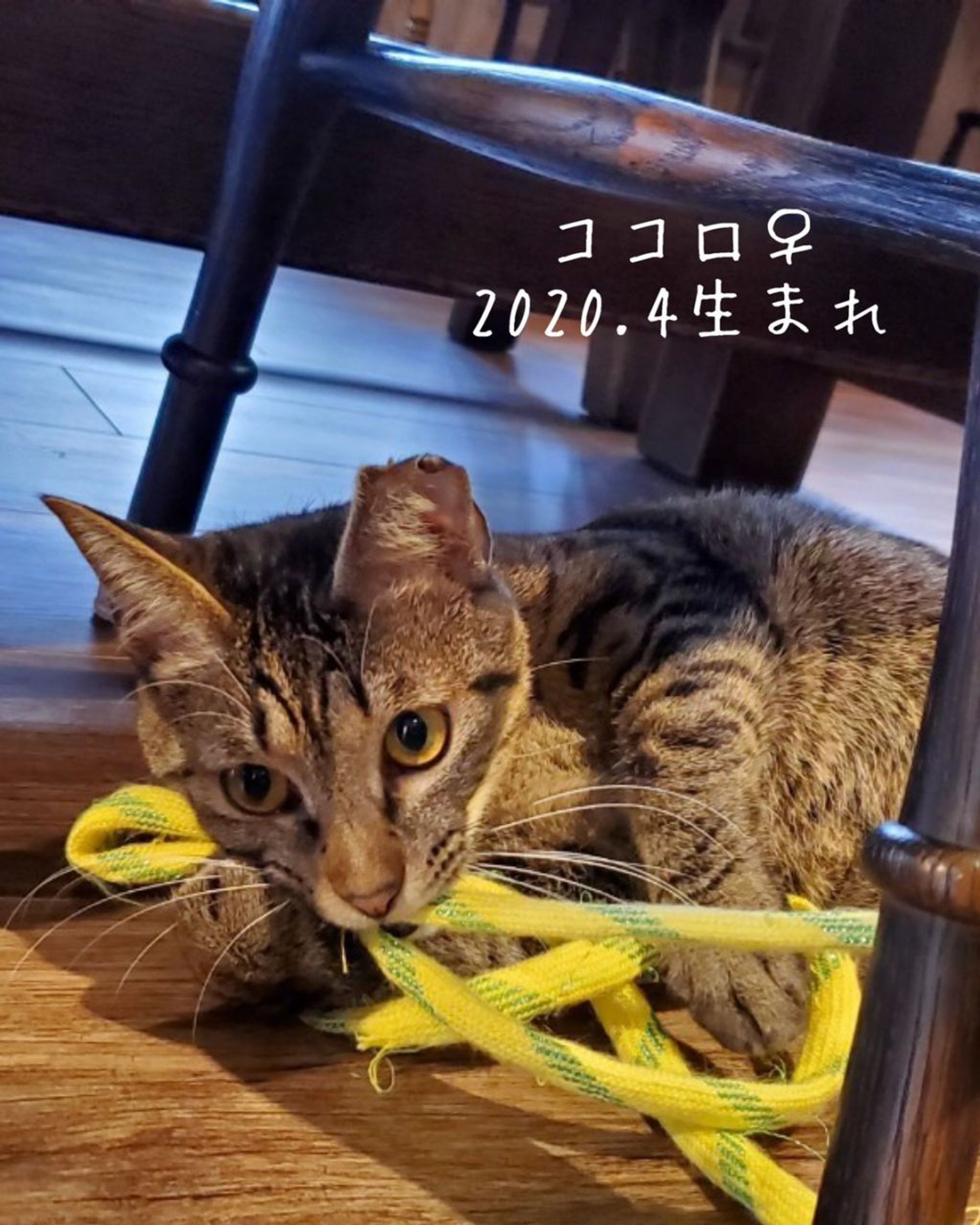 雑種（ミックス猫）・メスの里親募集の写真