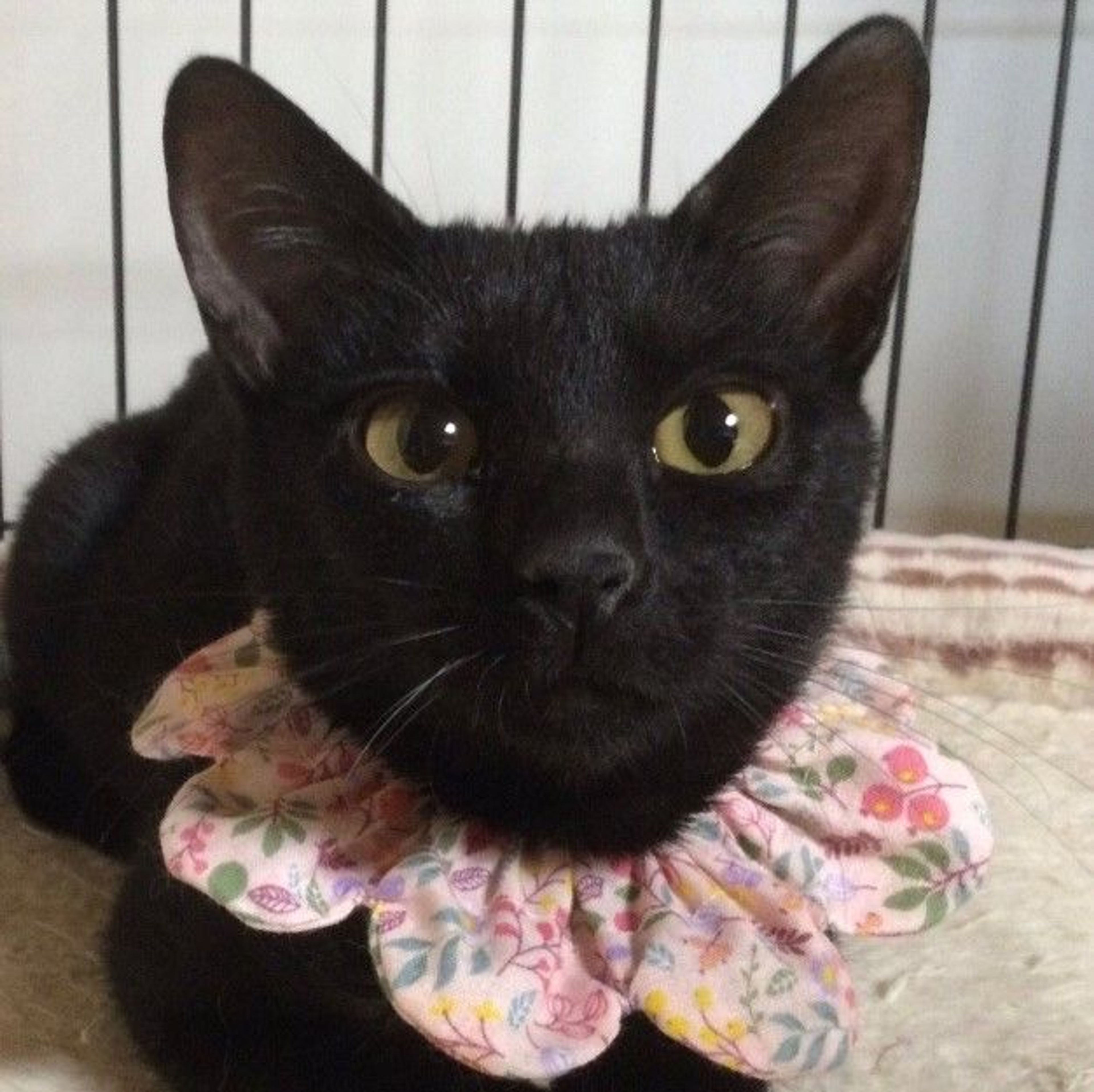 雑種（ミックス猫）・メスの里親募集の写真
